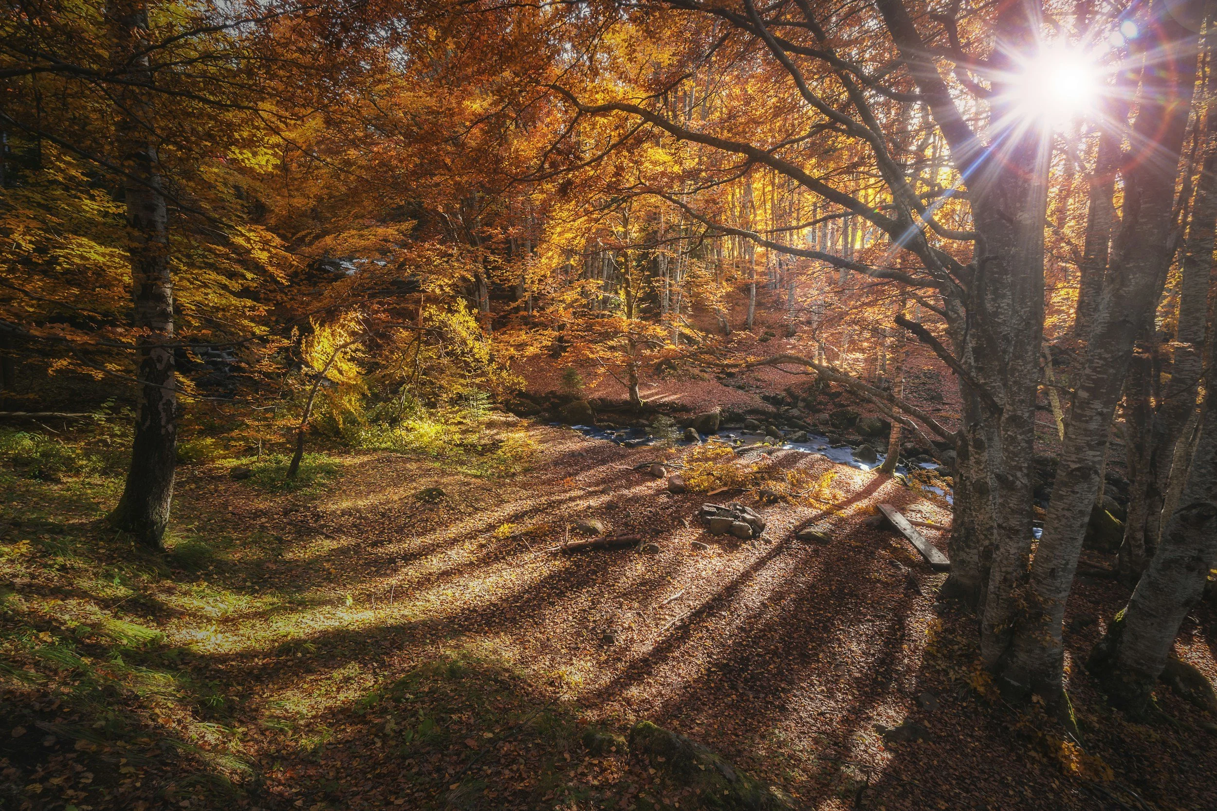 beautiful autumn morning walk
