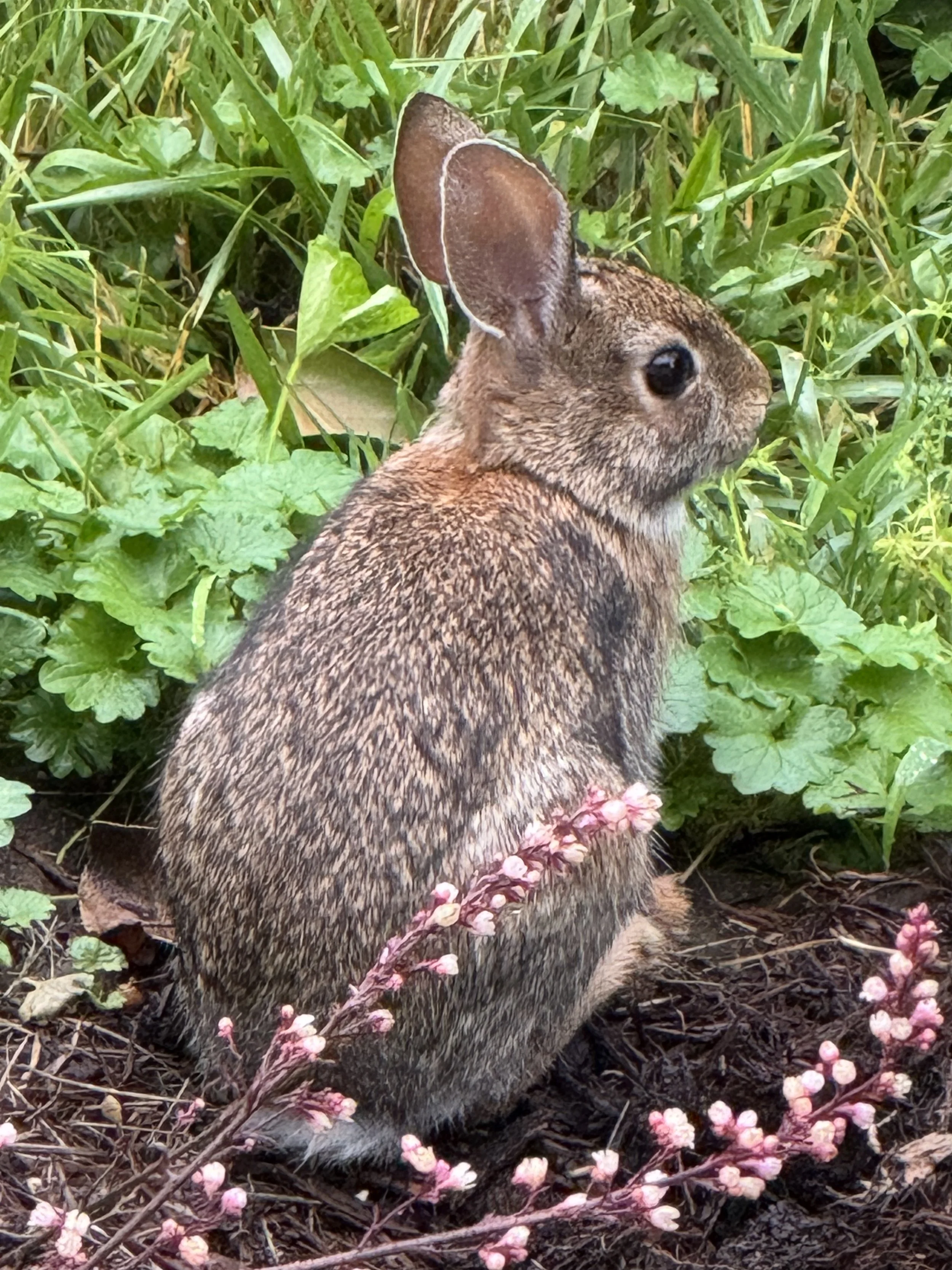 June Reflections: Renovations, Quilts, and Sweet Summer Moments