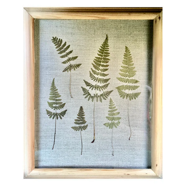 Ferns_THB.jpg