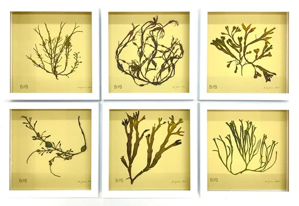 6PressedSeaweeds_600.jpg