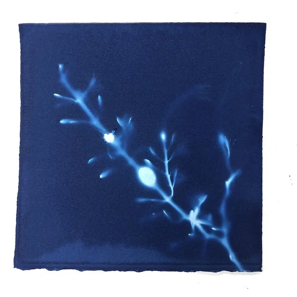 SEAWEED 2.jpg