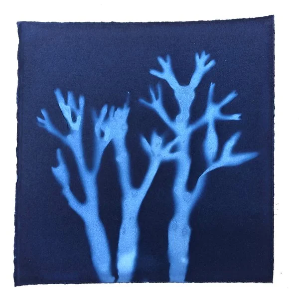 SEAWEED 3.jpg