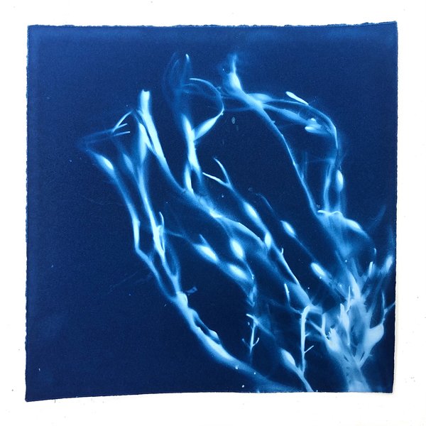 CYANOTYPES