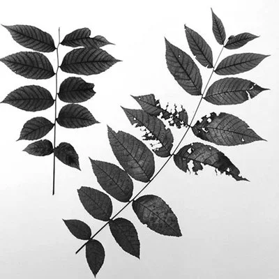 Herbarium