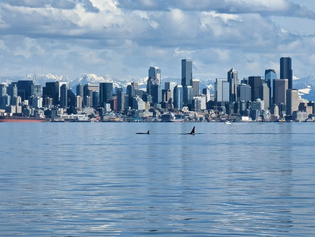 Whale of a Time // Elliott Bay