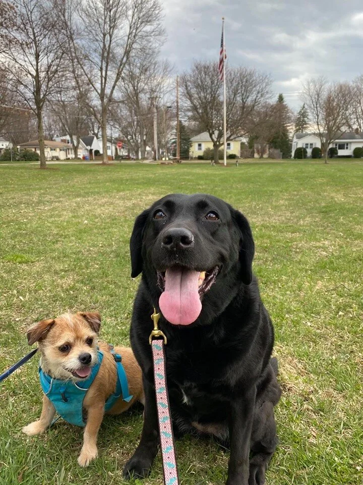 Charlie and Theobroma enjoying a break after playing in Richards Park