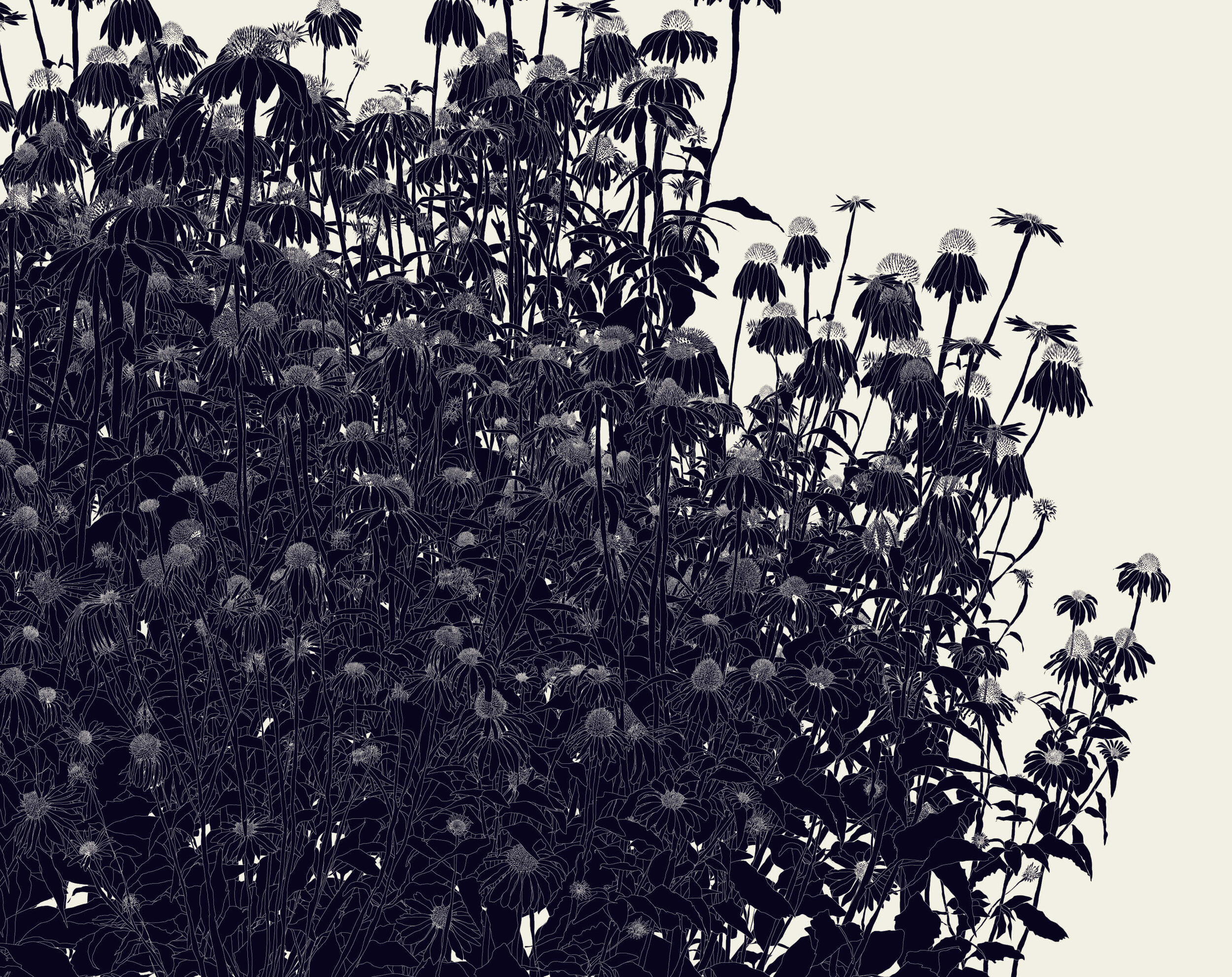 39º 18’ 53.5“N, 106º 58’ 55“W (black echinacea)