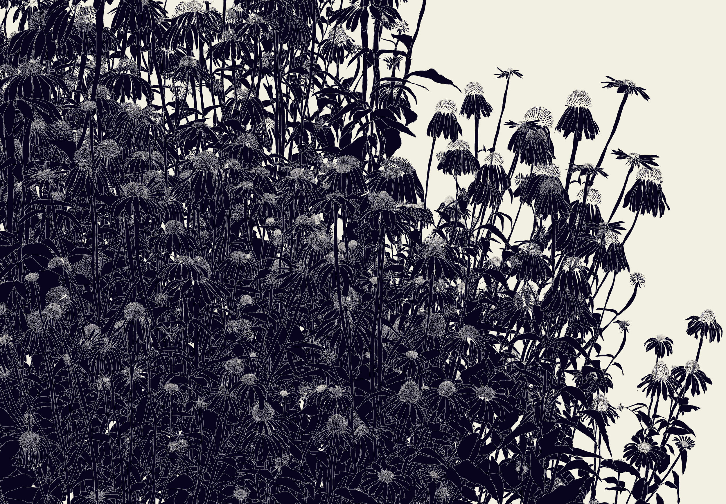39º 18’ 53.5“N, 106º 58’ 55“W (Black Echinacea 2)