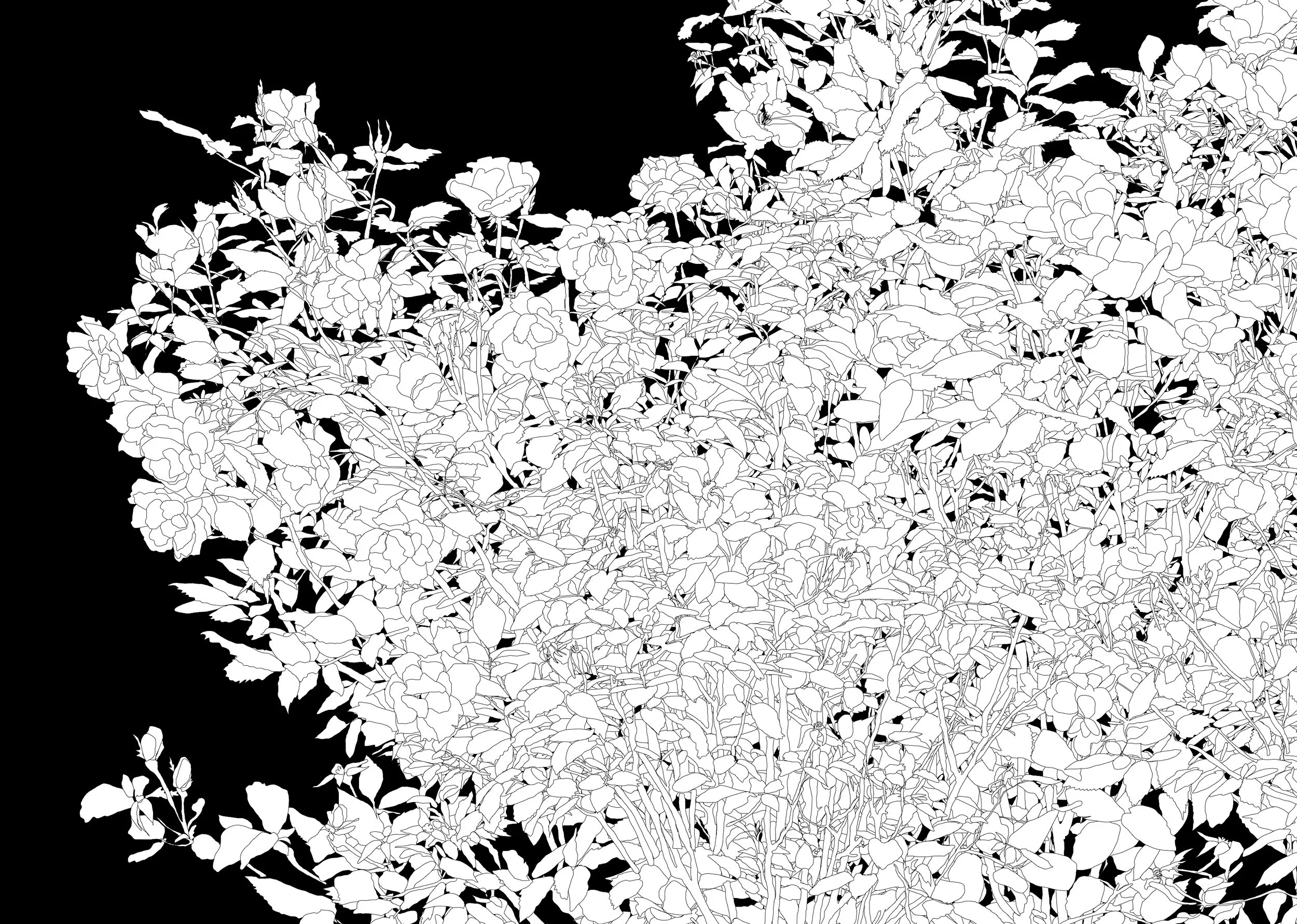 white_rose_2_dtl.jpg