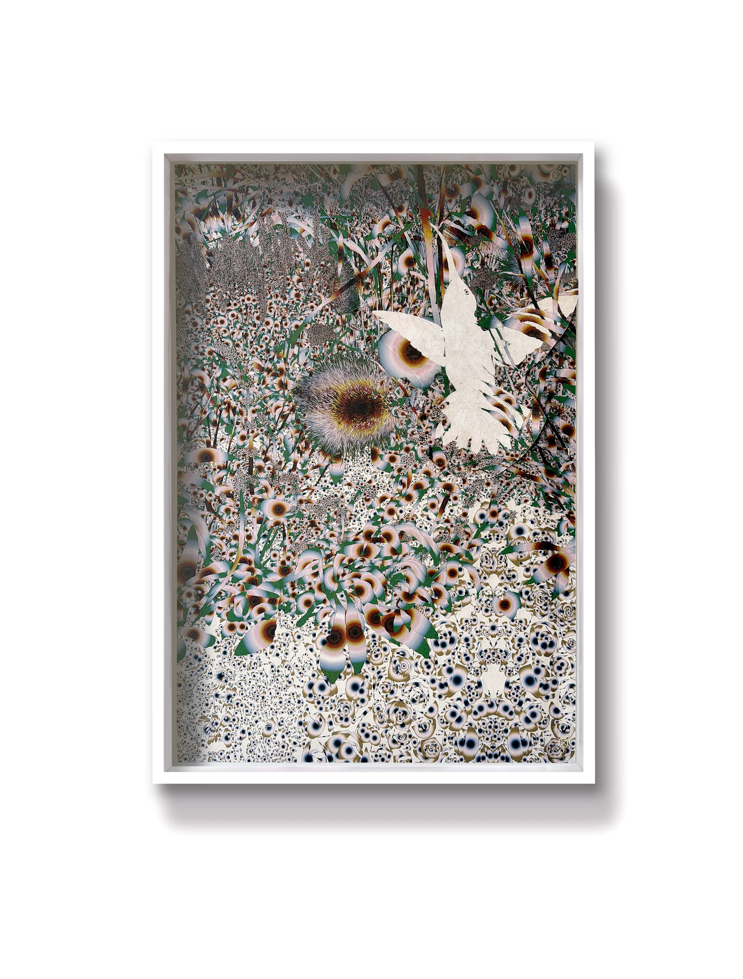 Thrum (humming-bird) 