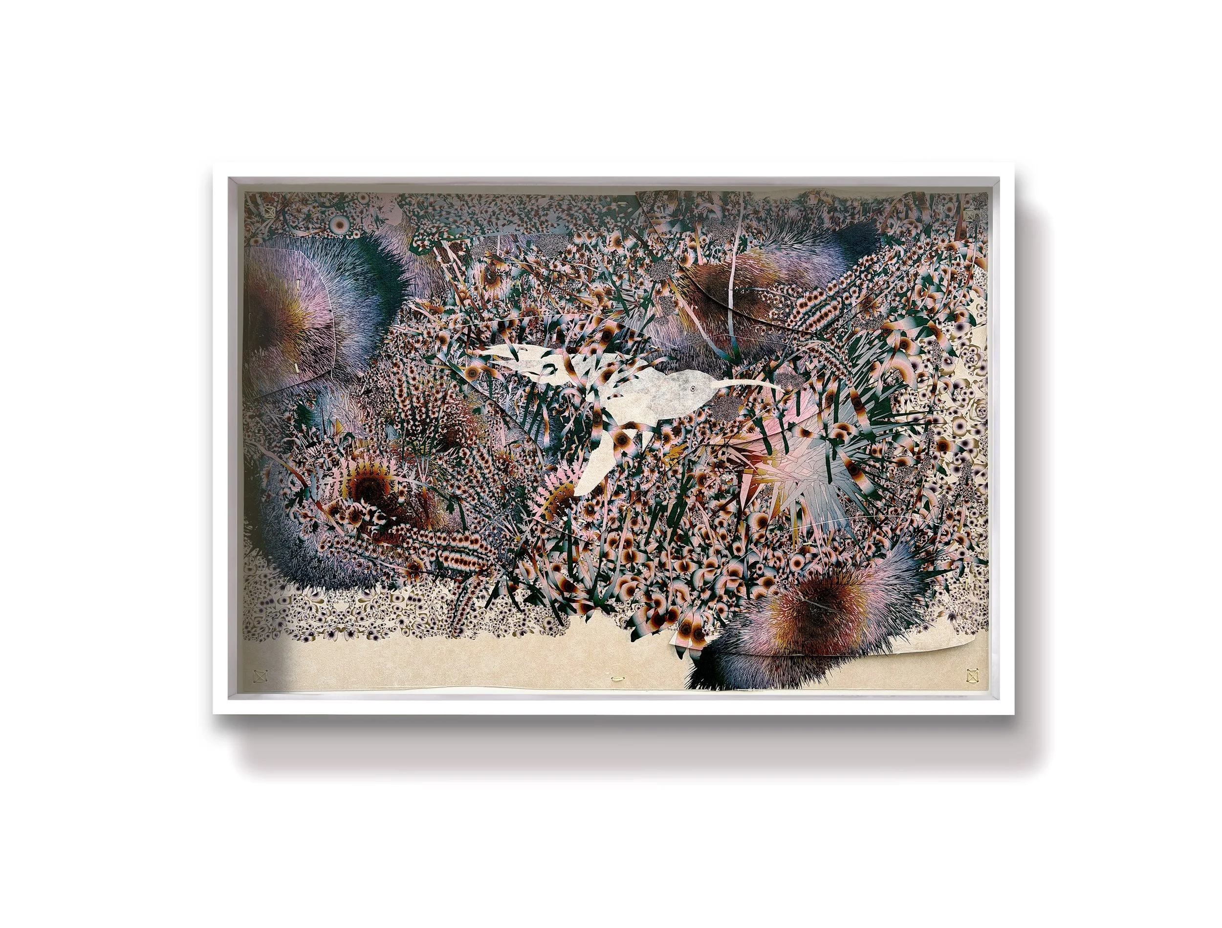 Thrum (humming-bird) 