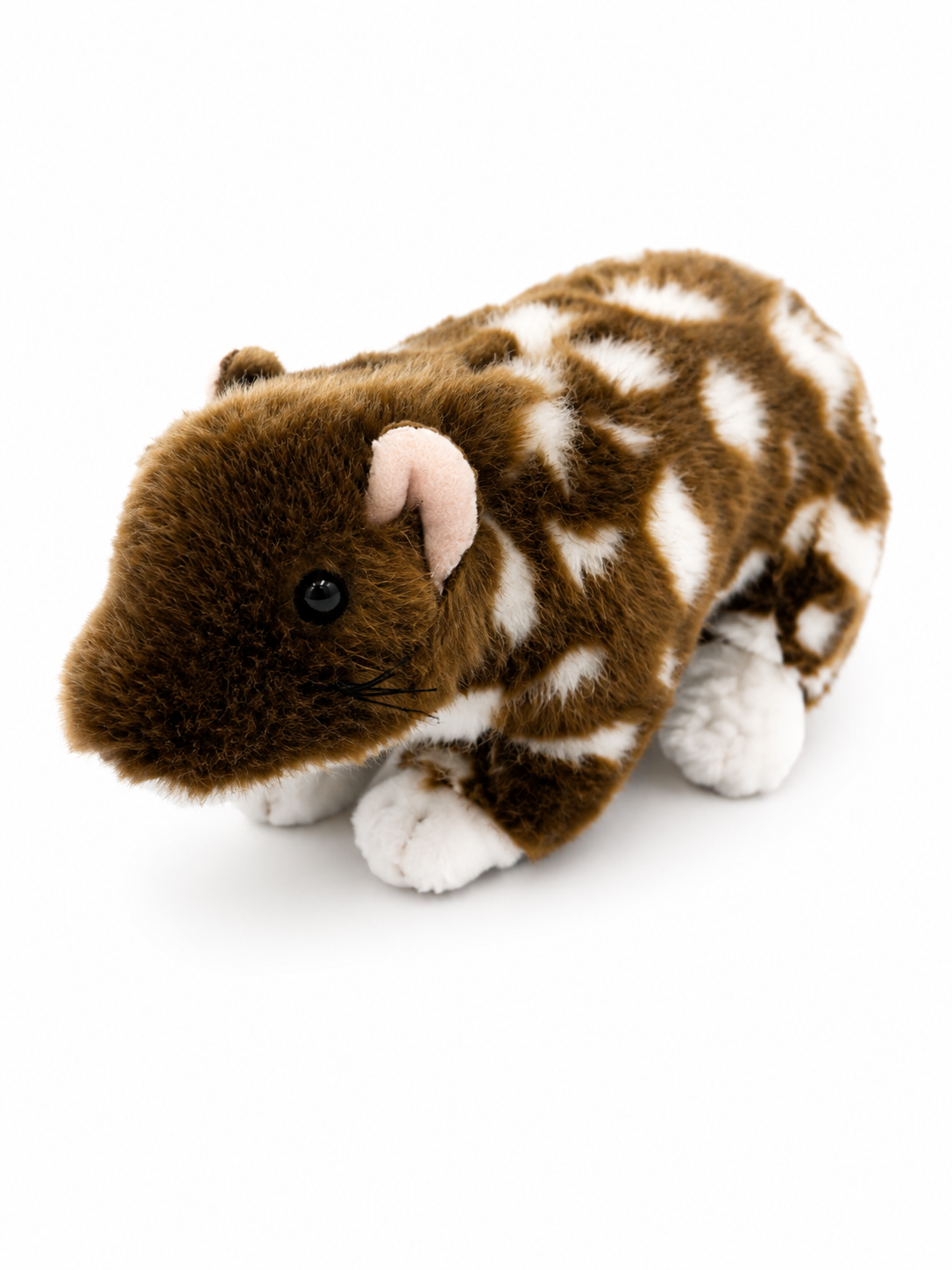 Dotti the Spotted-Tailed Quoll