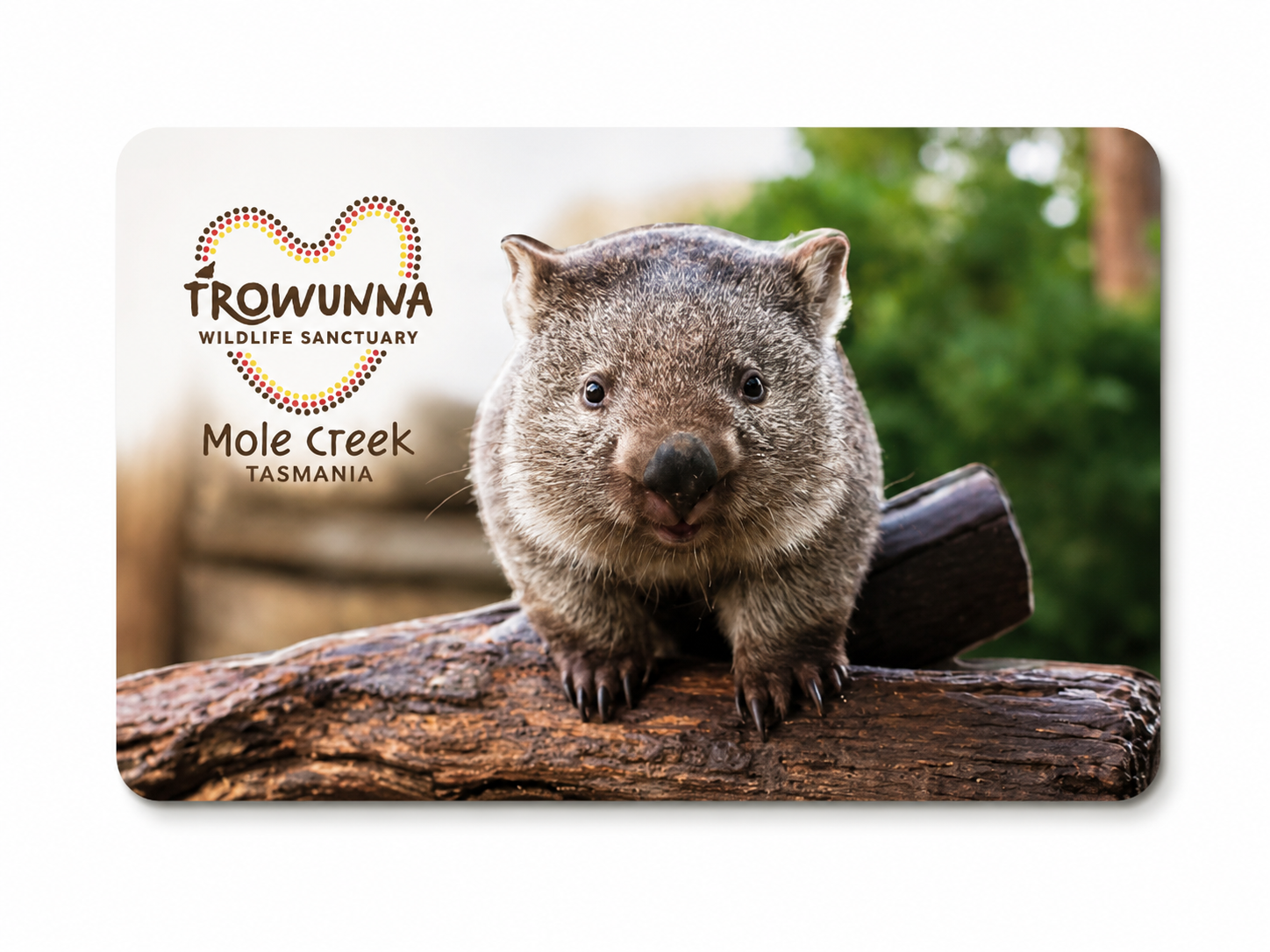 Wombat 3D Magnet