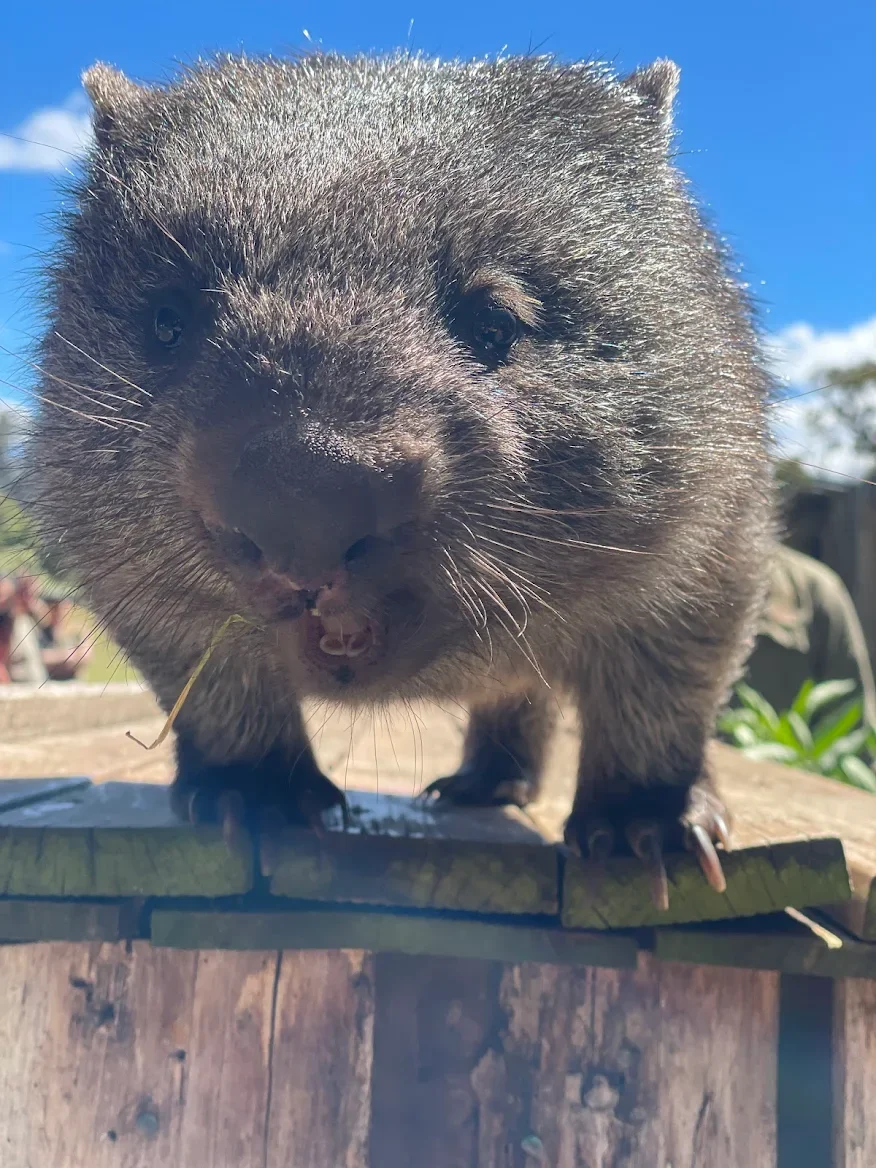 Bare-nosed Wombat