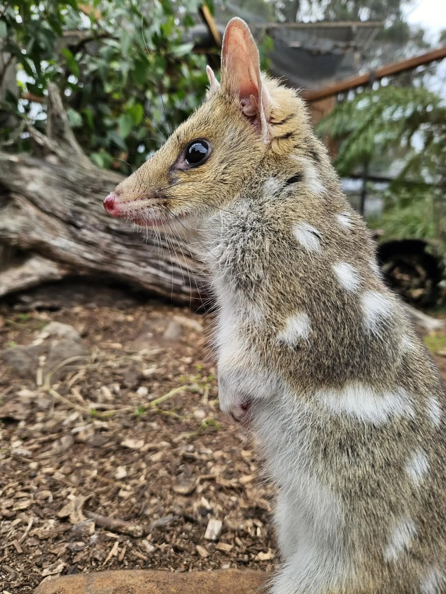 Eastern Quoll