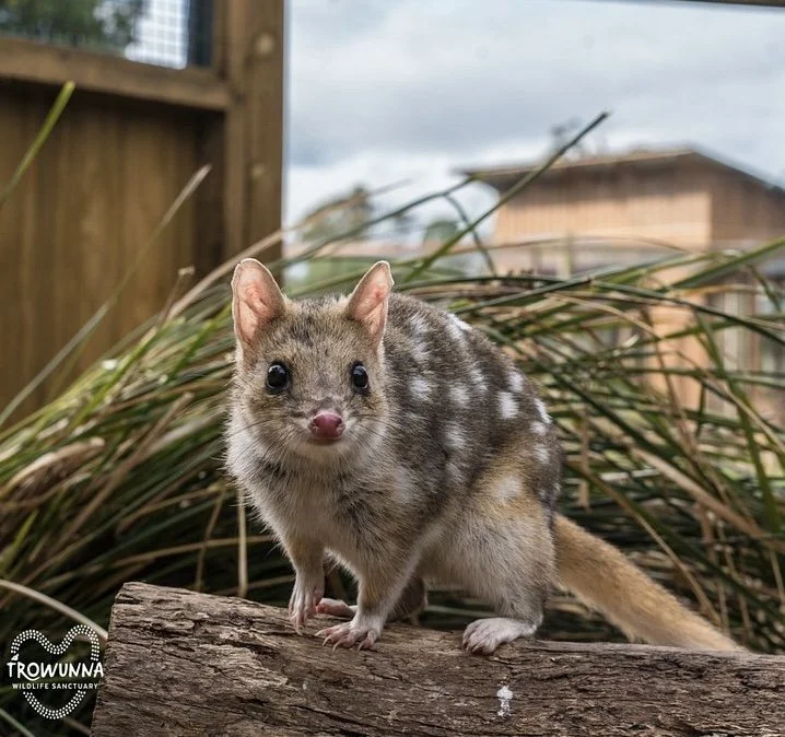 Eastern Quoll Sponsorship