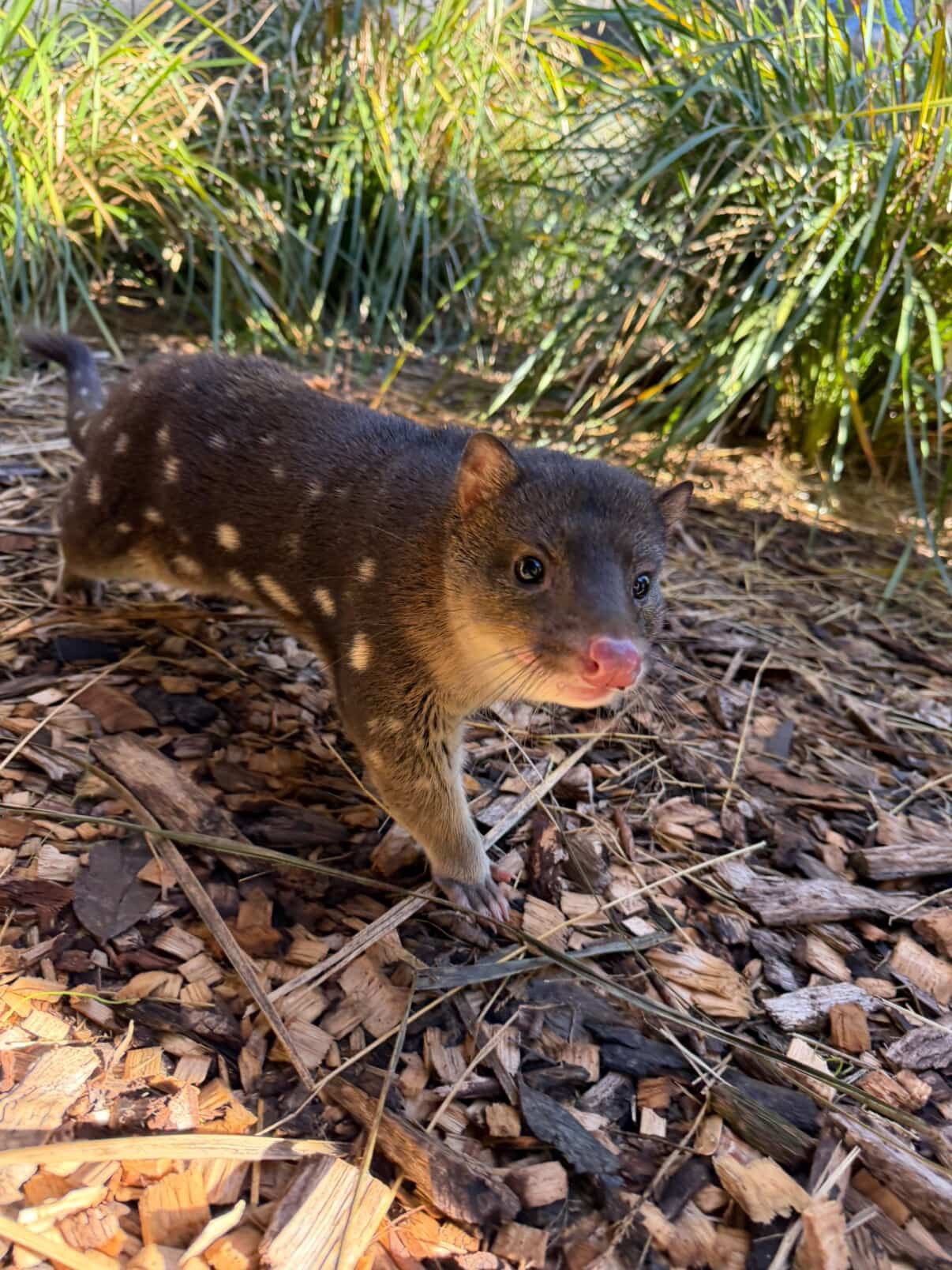 Spotted Tailed Quoll