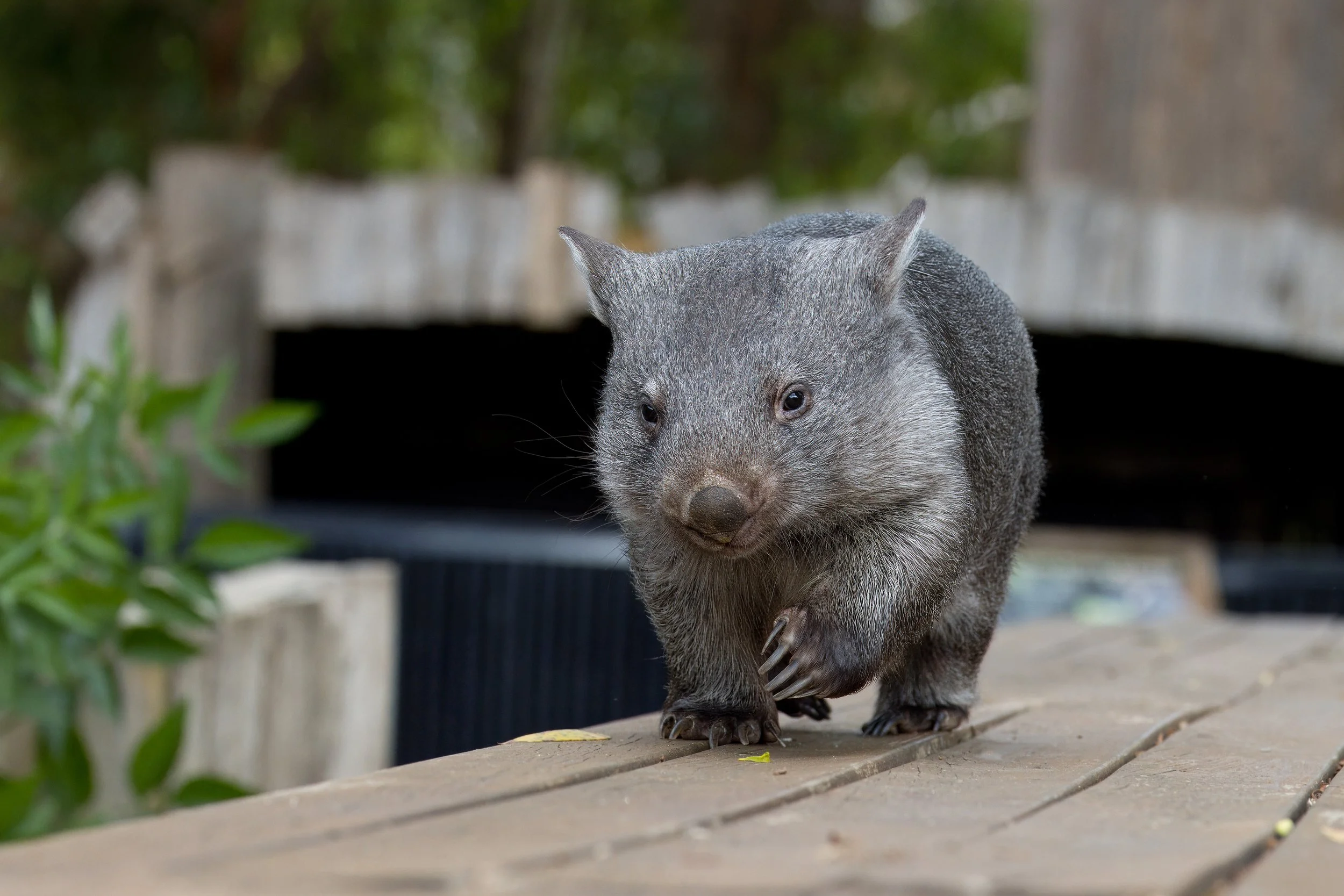 Wombat Sponsorship