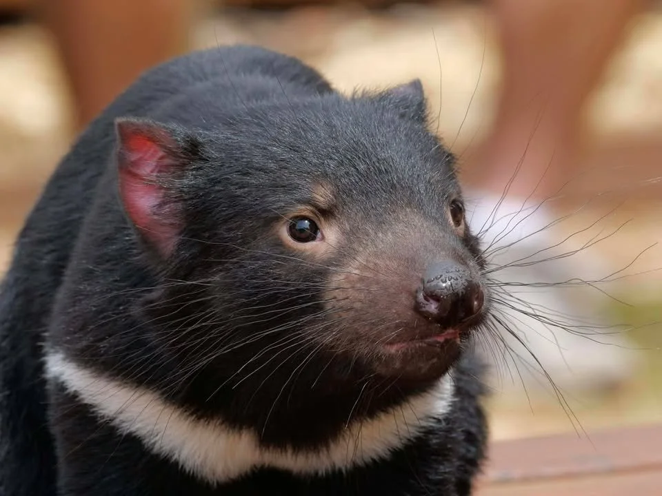 Tasmanian Devil