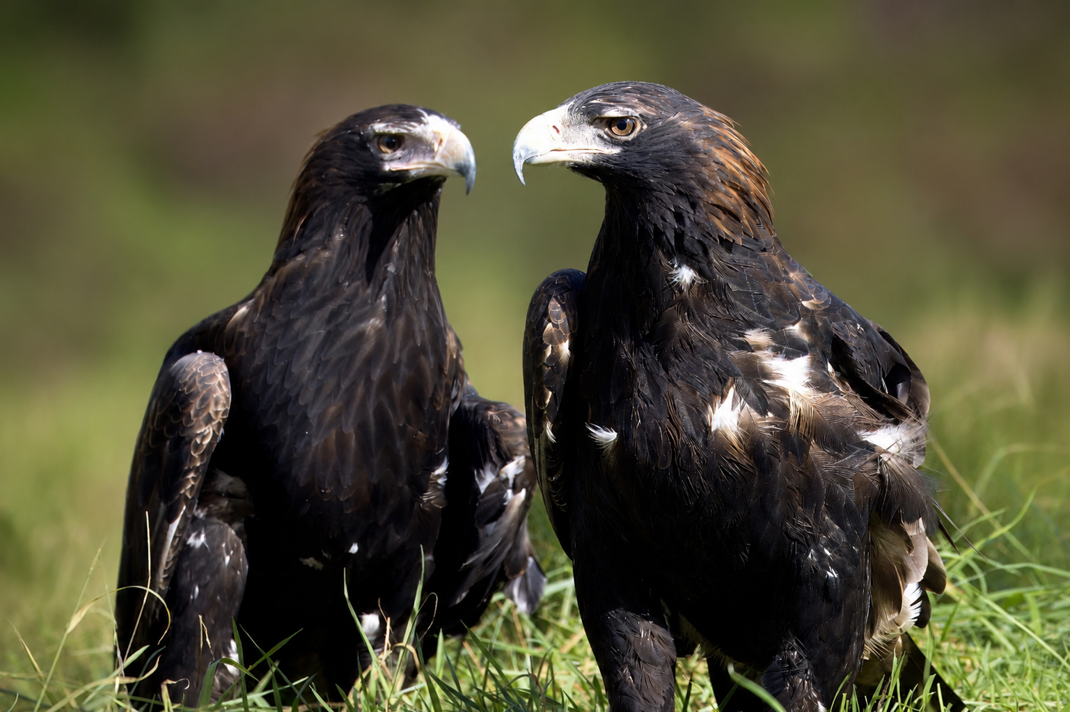 Wedge Eagles.png