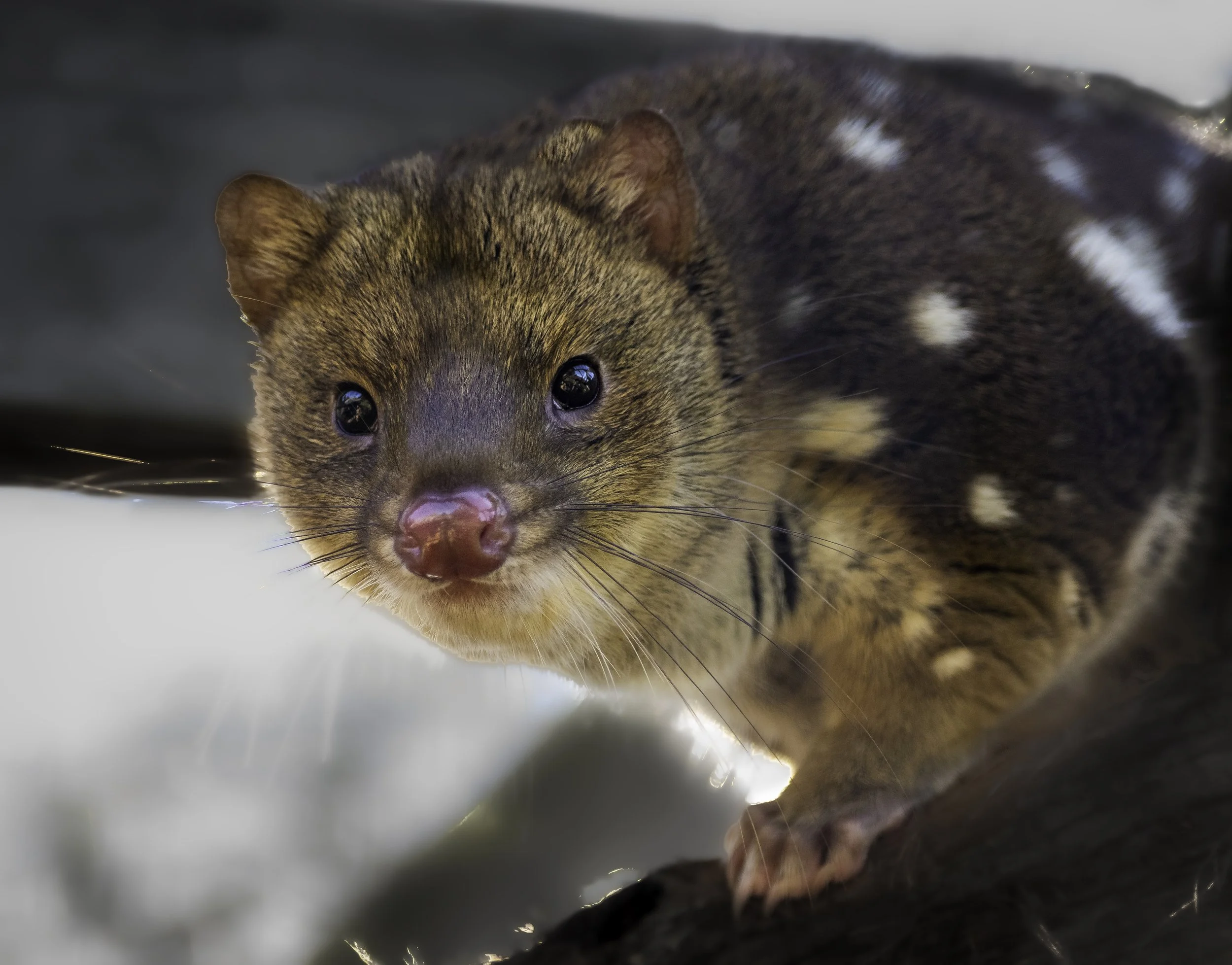 Spotted tailed quoll 2020.jpg