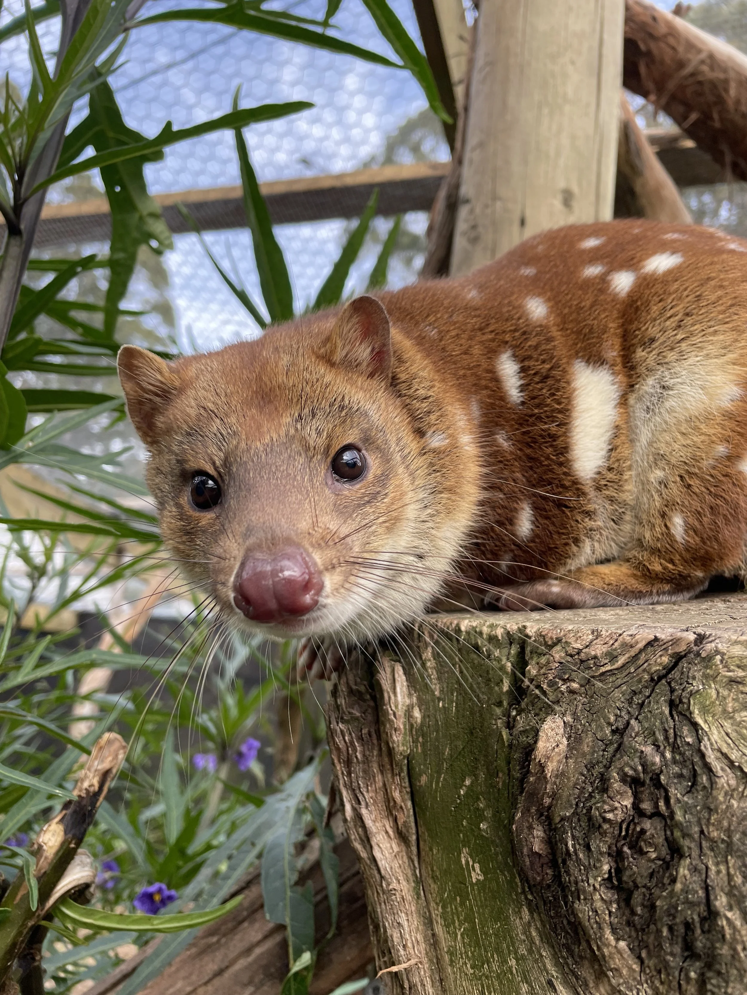 Spotted Tailed-Quoll Sponsorship