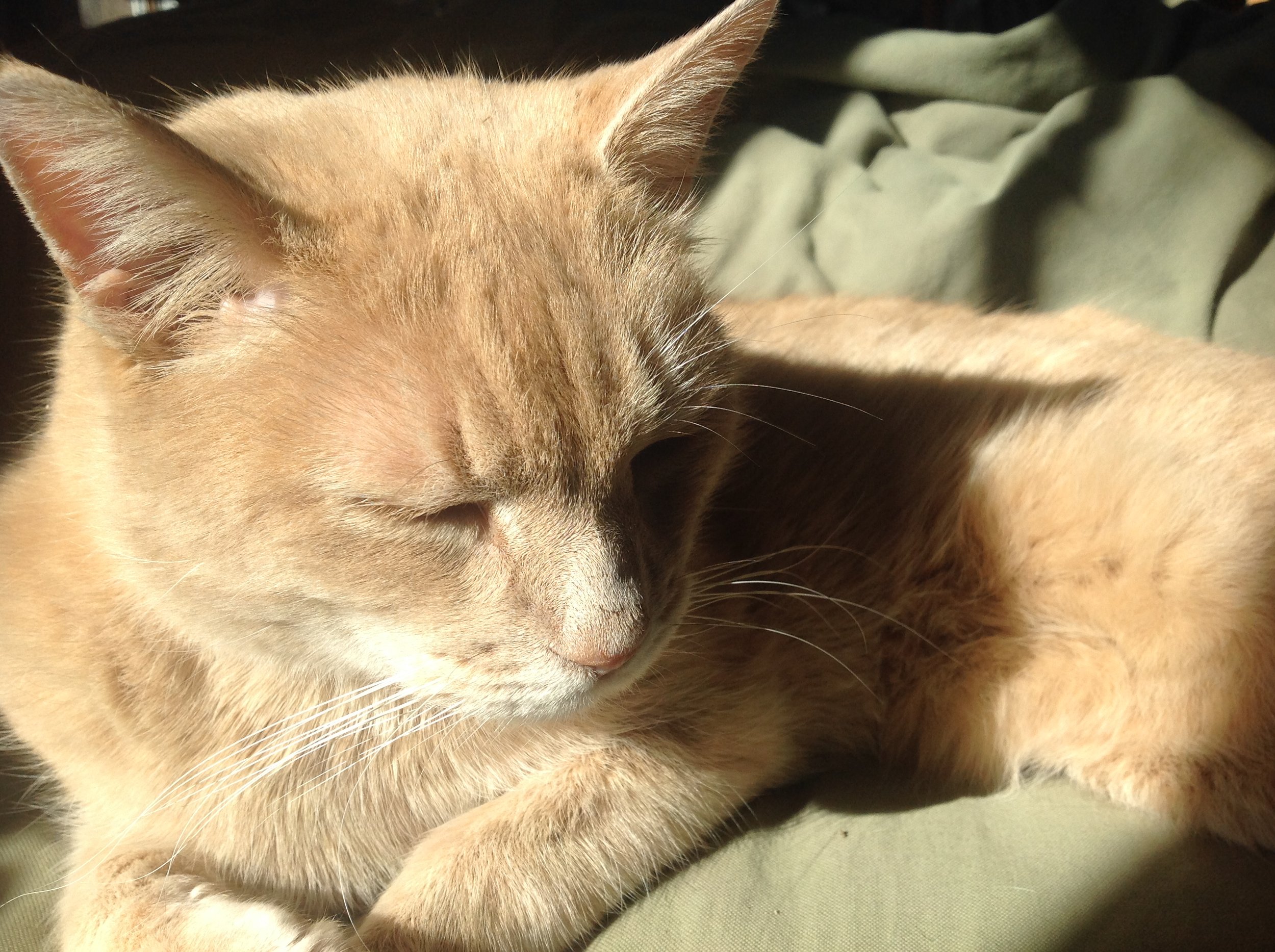 Orange Kitty