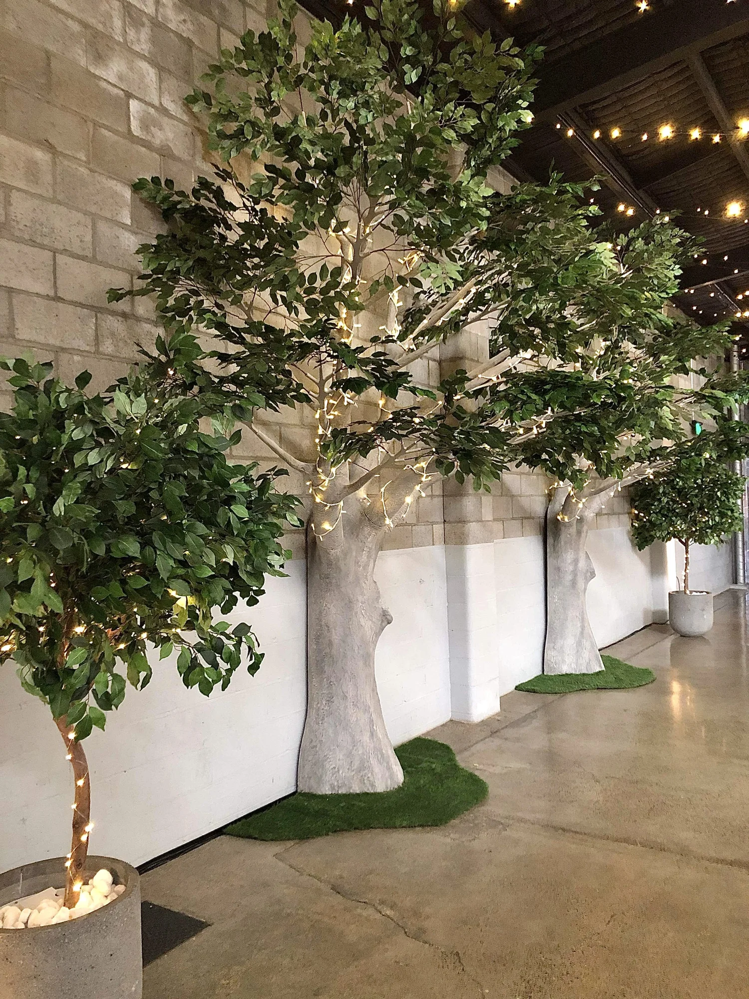 4m Elm Tree Hire — Autumn Grove Events