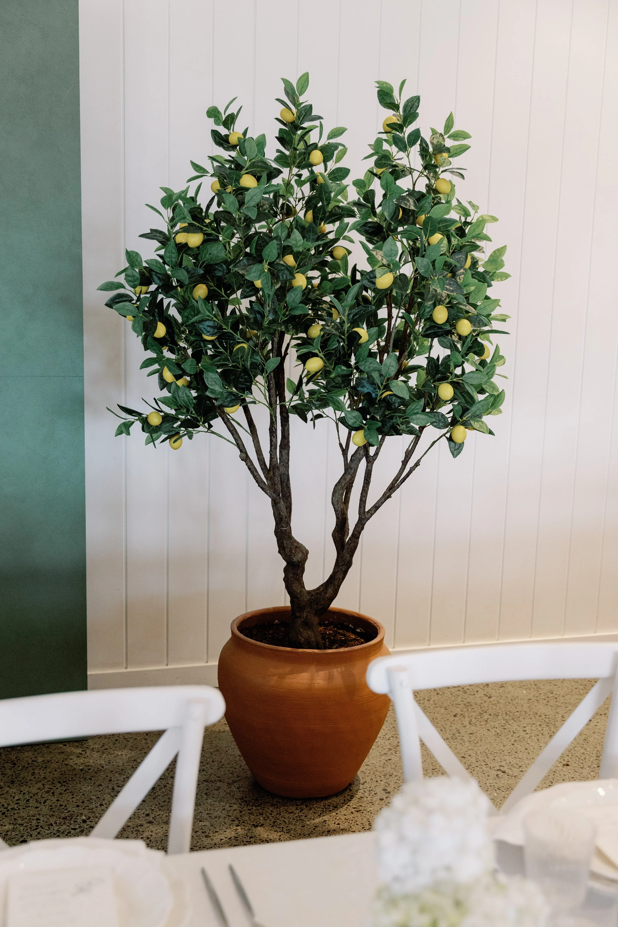2m Lemon Trees