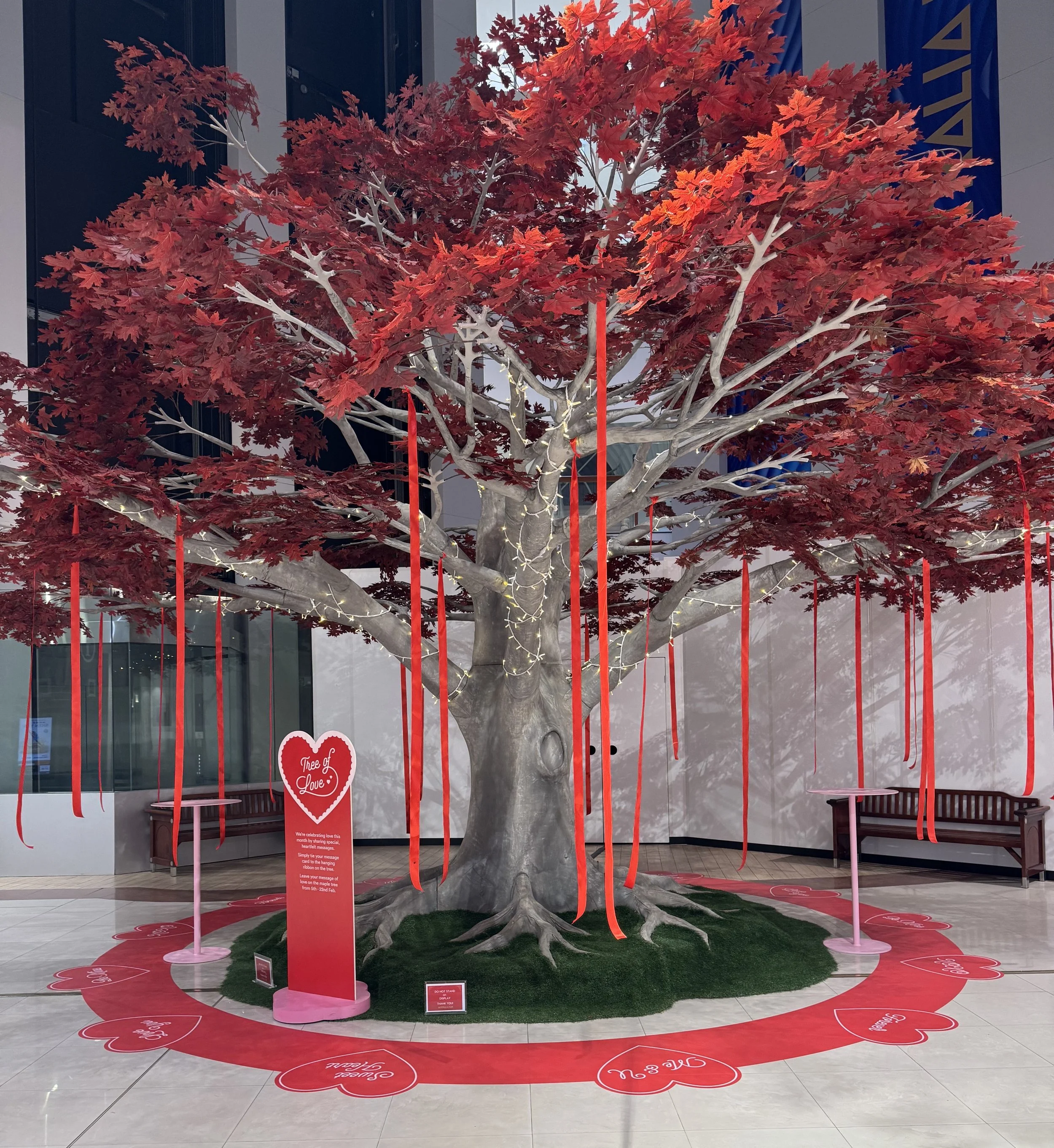 Autumn-Grove-Events-Red-Maple-Tree-Australia-Fair-Close.jpeg