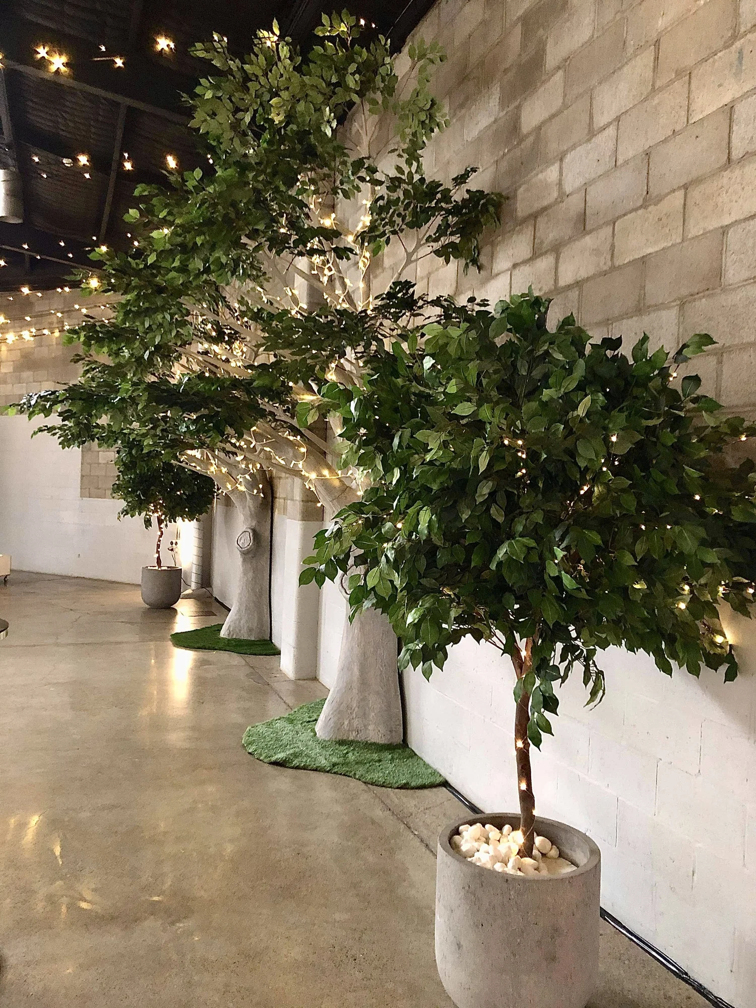 4m Elm Tree — Autumn Grove Events