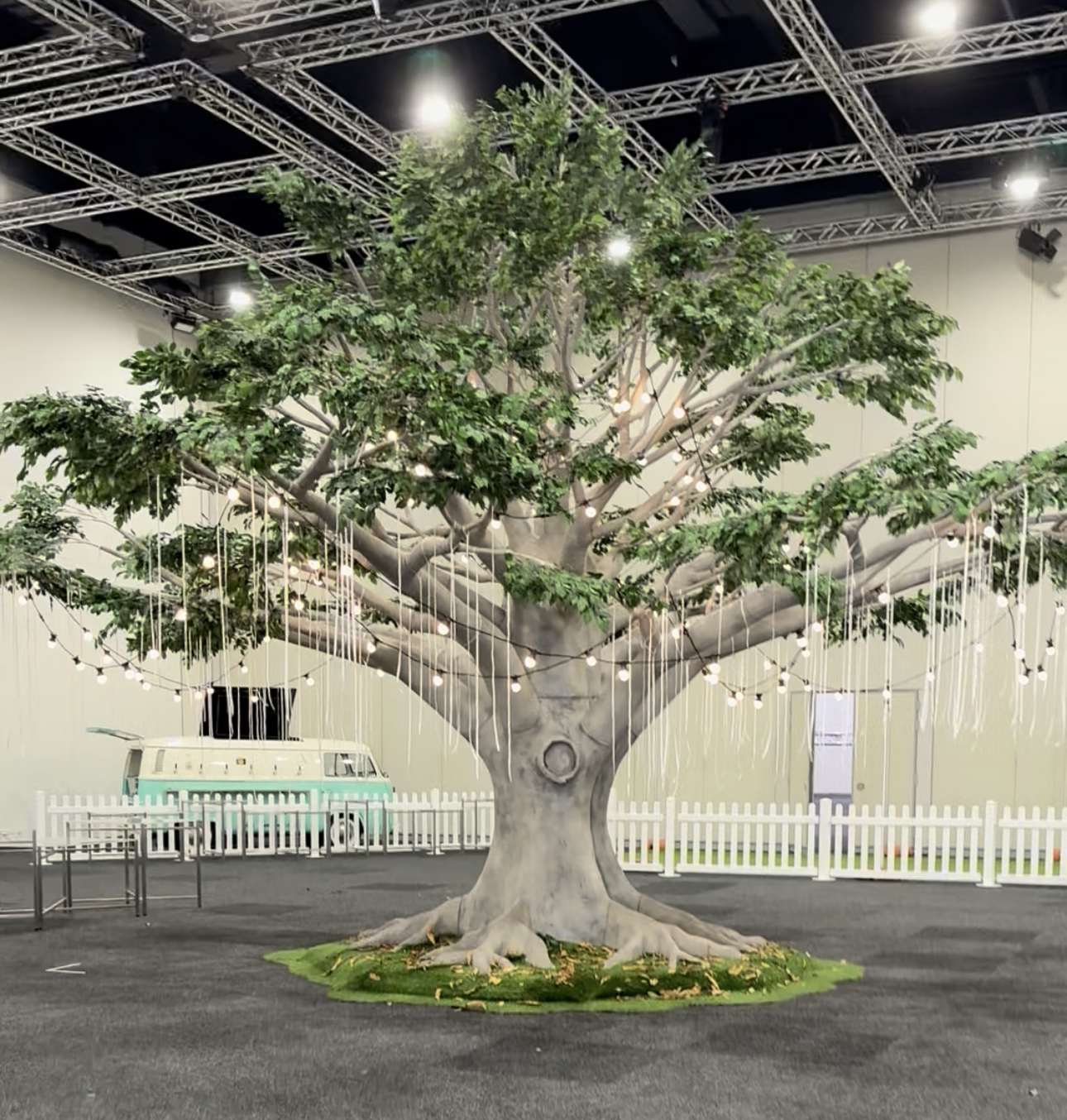 Autumn-Grove-Events-Gaint-6m-Fig-Tree.png