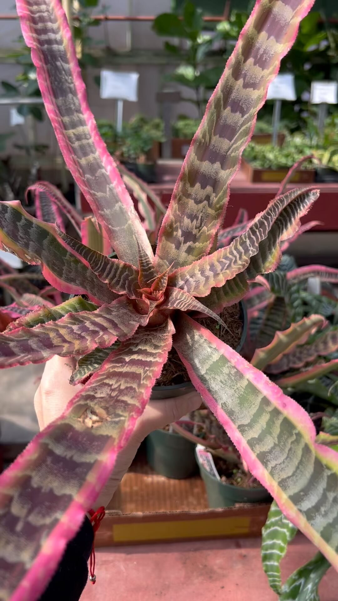 Evergreen Garden Center