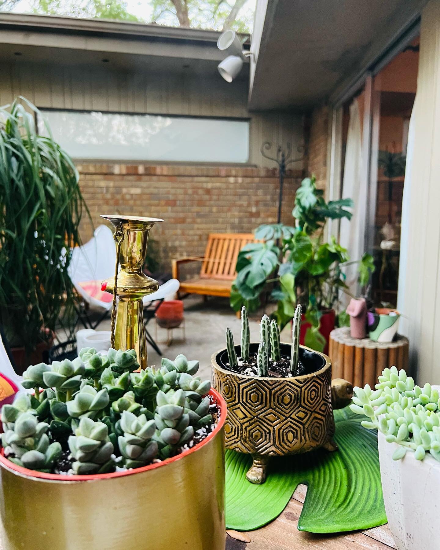 Succulents &amp; Planters available⬇️
@evergreengardentx Succulent are appealing, colorful plants that add charm and chic living decor to any space. Their thick, fleshy leaves and interesting shapes make them particularly decorative and eye-catching.