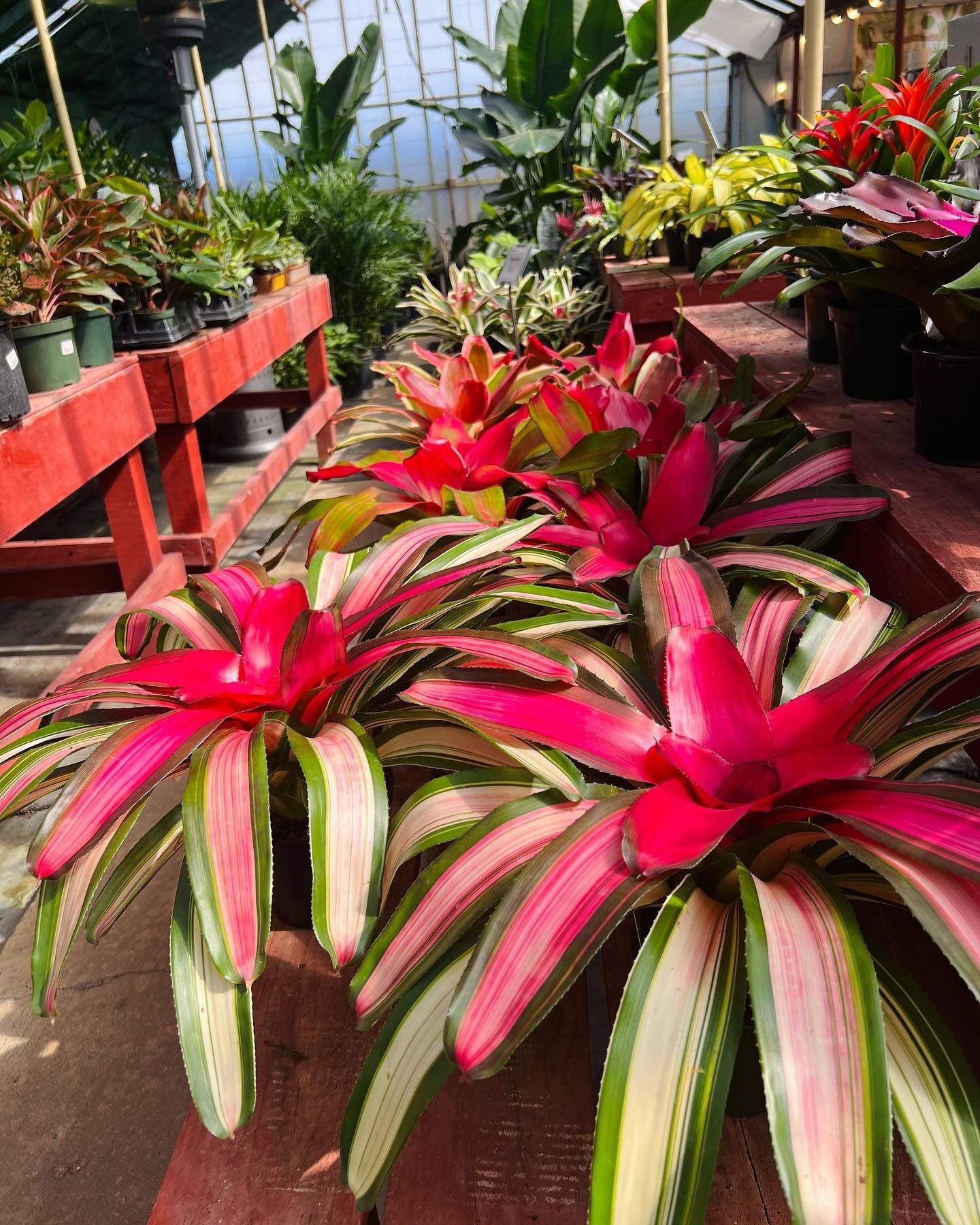 💐There are thousands of different species of Bromeliads, many of which make for eye-catching and hardy houseplants. Following a few simple steps can keep you enjoying bromeliads, both indoors and out, for several seasons. 
🌿Provide bright light wit