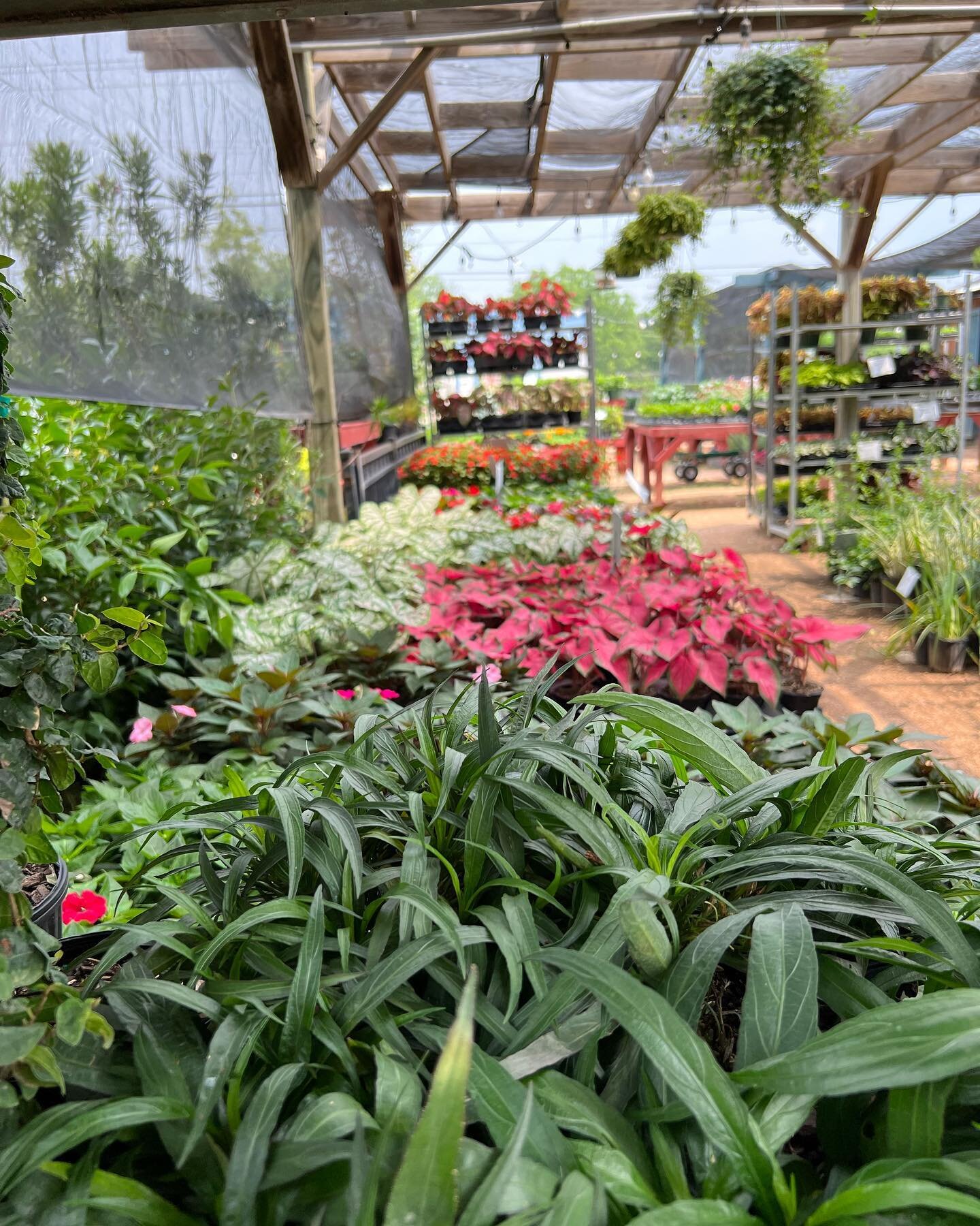 💗💚🤍Caladiums grow best in shade to part shade (two to four hours of direct sun, preferably morning) or bright dappled light. In these conditions, they produce the lushest growth with large, colorful leaves. #caladium #shadeplants 
www.evergreengar