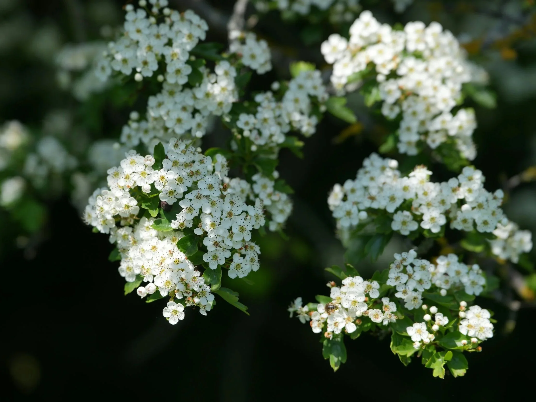 White spring blossom of native Irish hawthorn (Crataegus monogyna) growing in a hedgerow, showing clustered flowers and green lobed leaves.