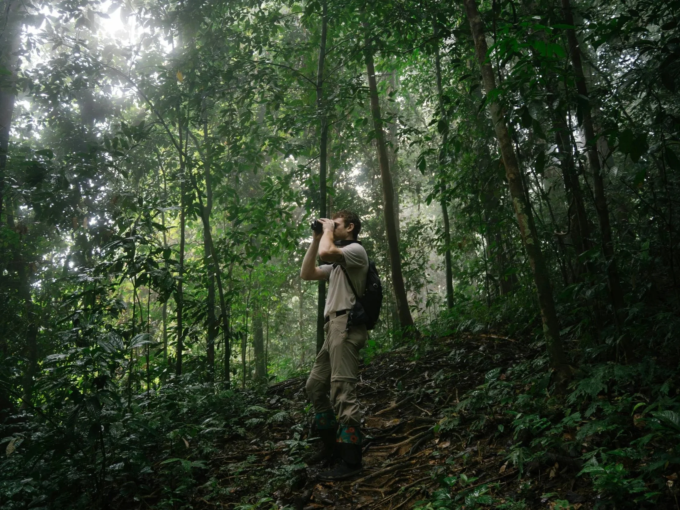Explorer standing in dense tropical rainforest using binoculars, surrounded by thick vegetation and limited visibility under the forest canopy.