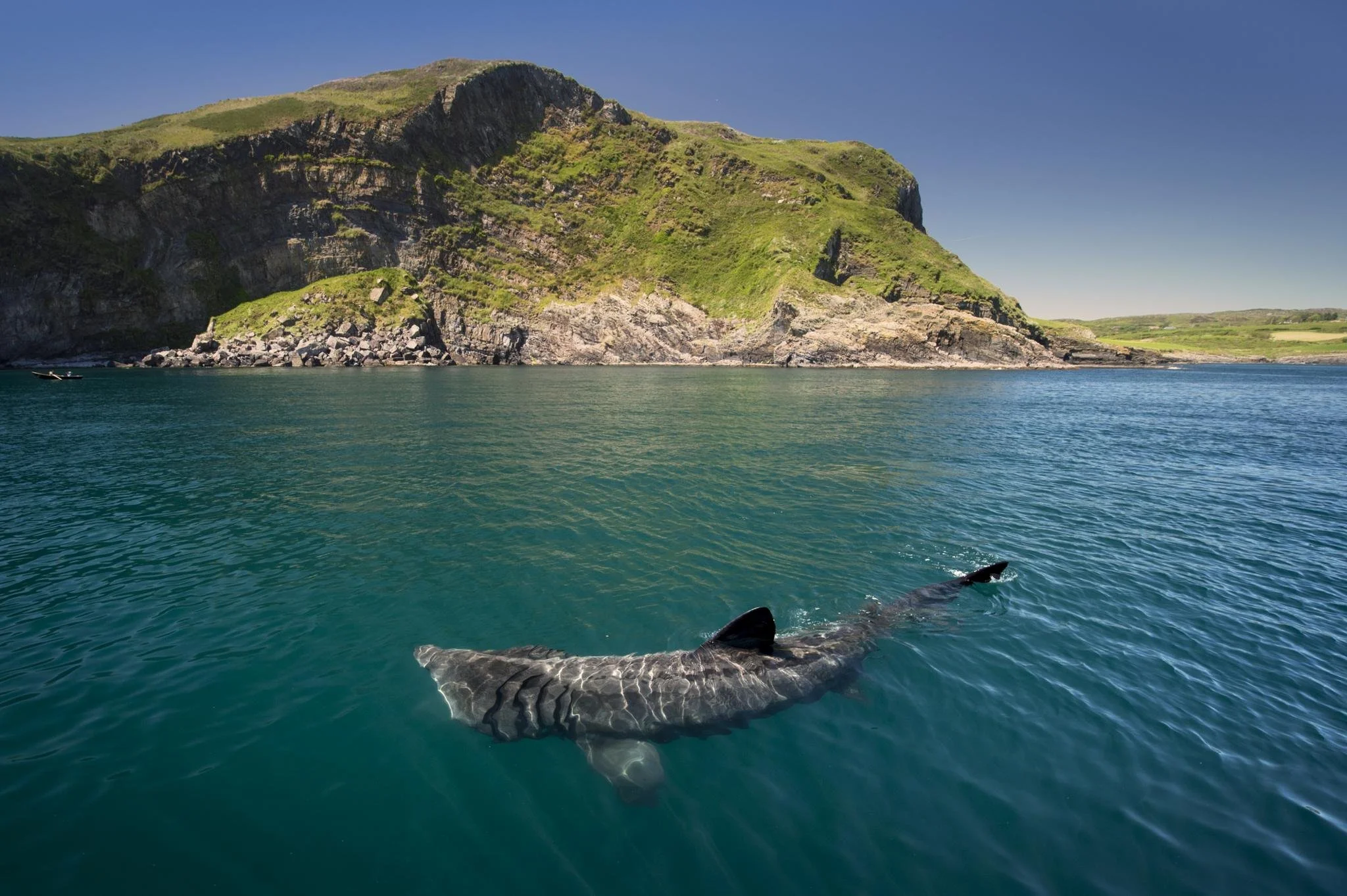 Basking shark swimming near rocky coastline and cliffs.