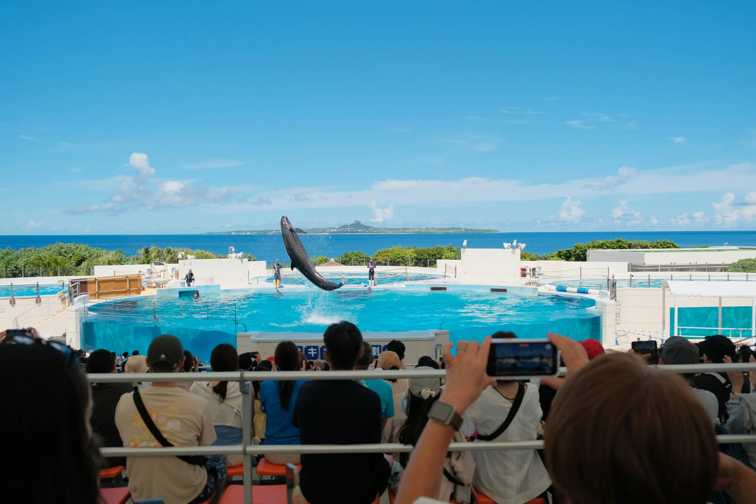 Orca performing in marine park show with audience, highlighting entertainment-driven zoo funding and wildlife conservation debate.