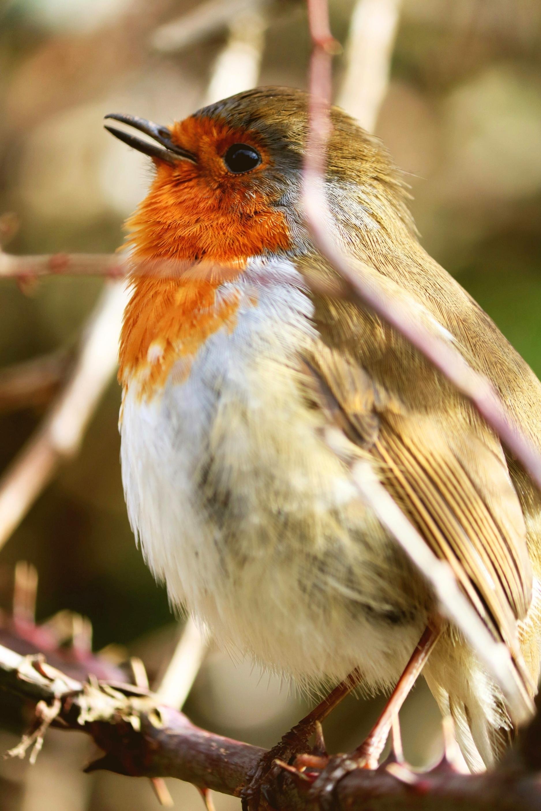 robin.jpg