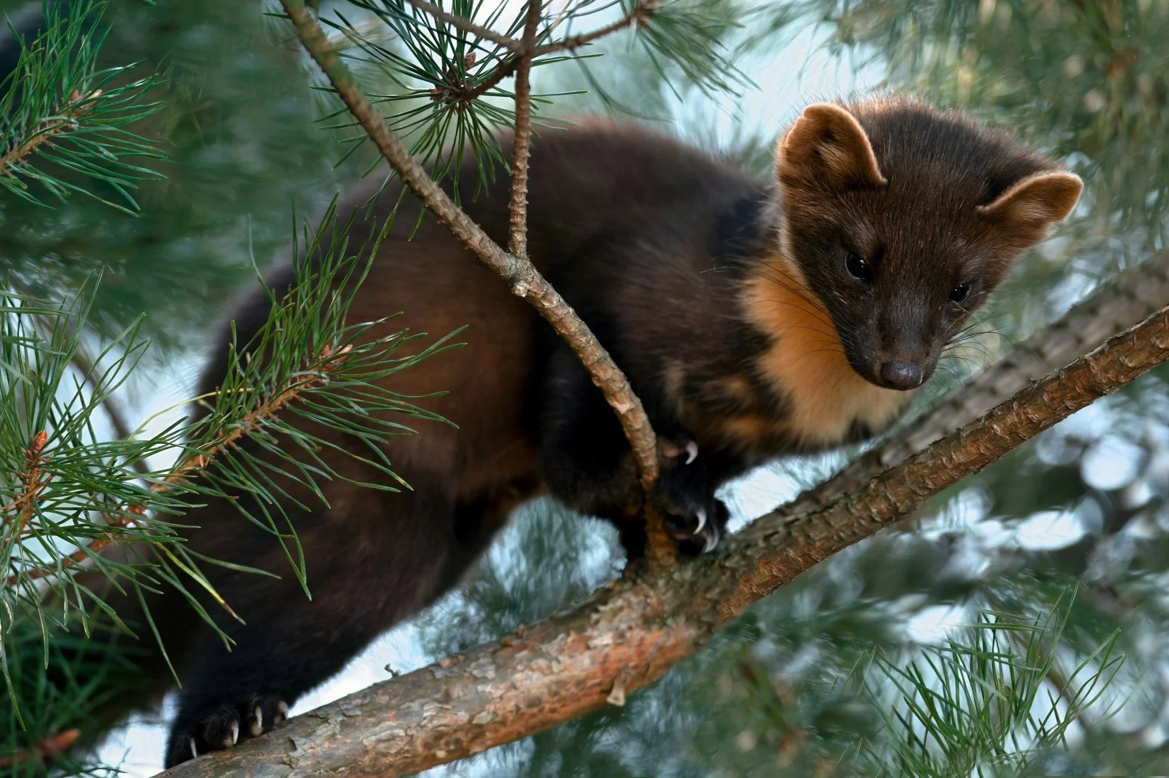 Pine marten moving through woodland branches in winter, a rare Irish mammal surviving the cold months