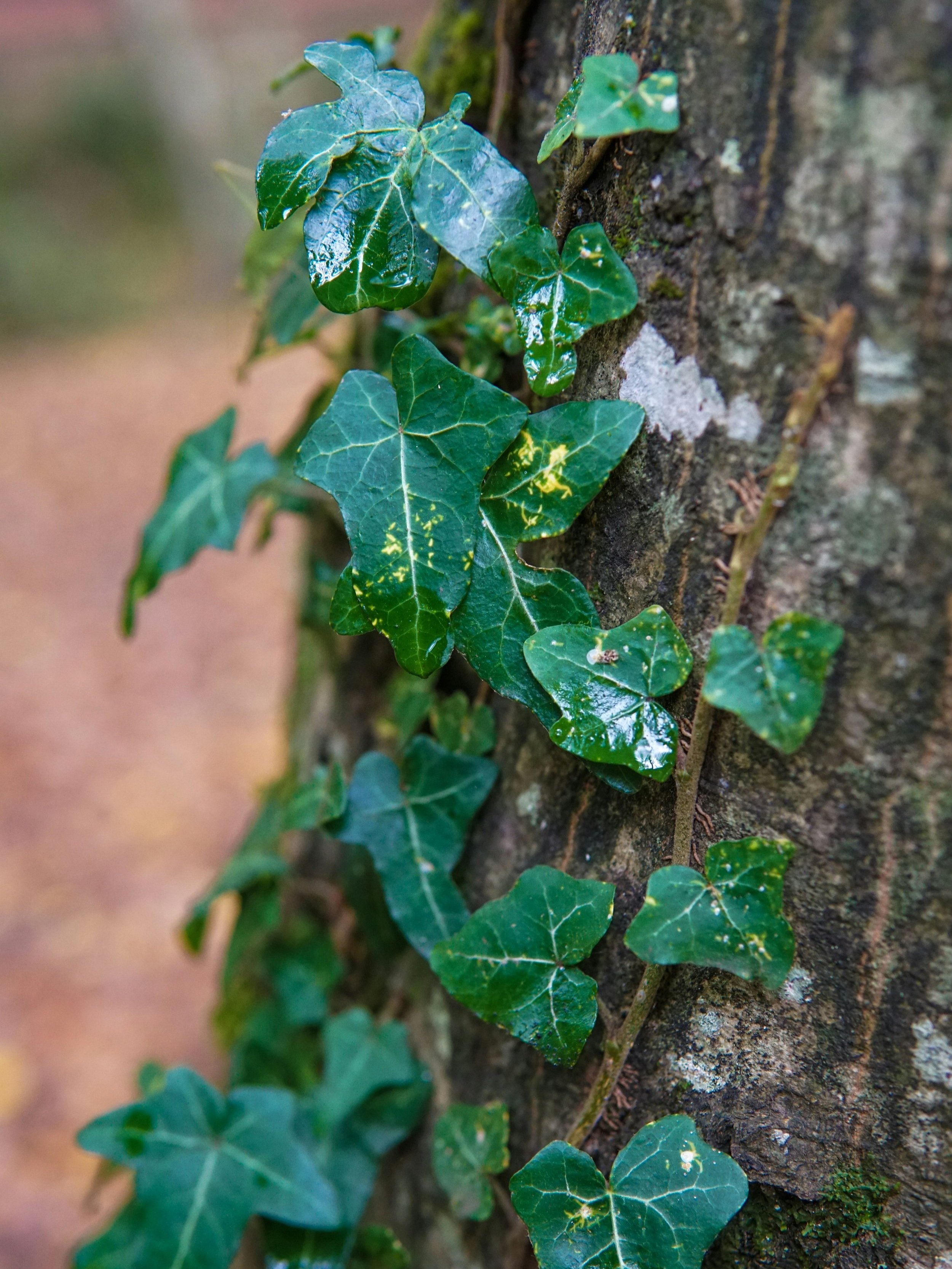 English ivy climbing tree bark with glossy green leaves and fine rootlets.