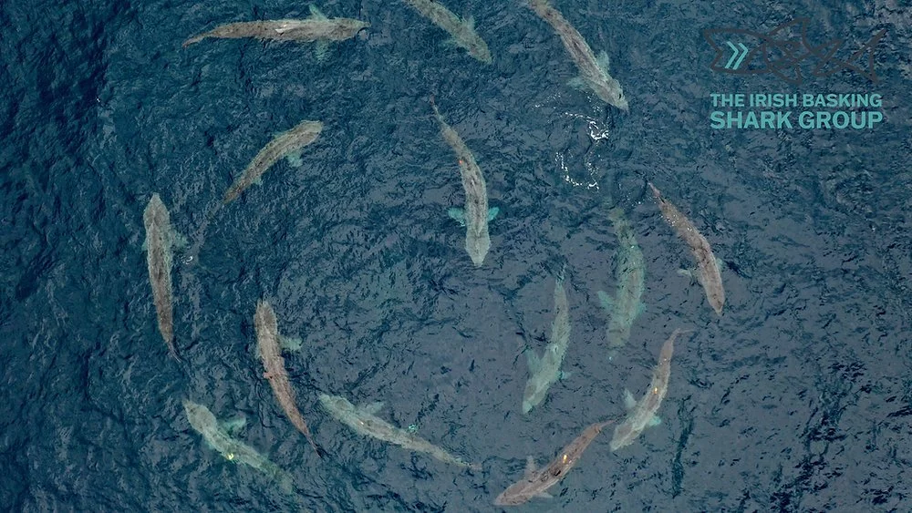 Aerial view of basking sharks swimming in the ocean in a circular formation.