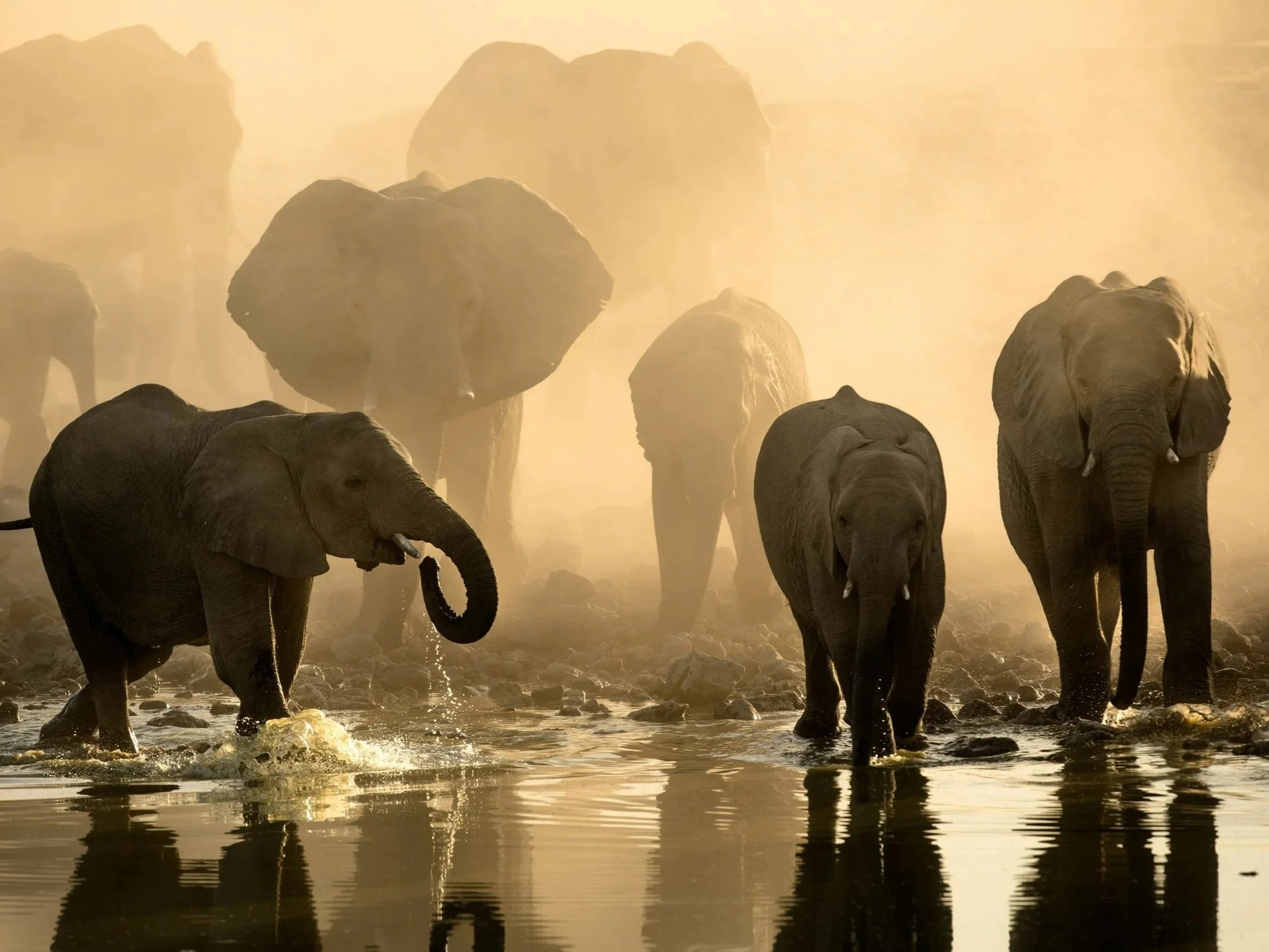 Herd of African elephants walking together through shallow water at sunrise, illustrating animal empathy, emotional intelligence, social bonding, and ethical concerns in animal welfare.