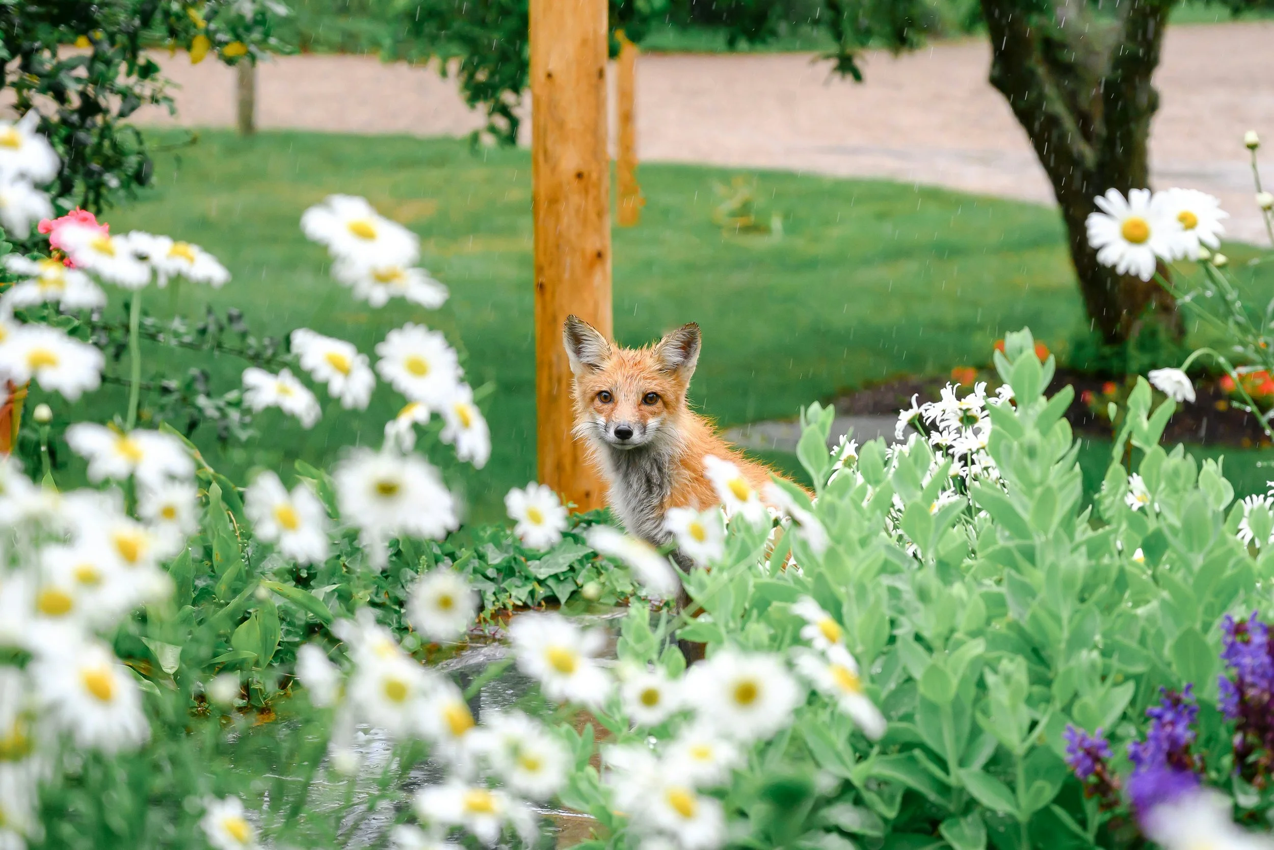 Fox standing among wildflowers in a rewilded Irish garden, showing wildlife returning to a healthy home ecosystem.