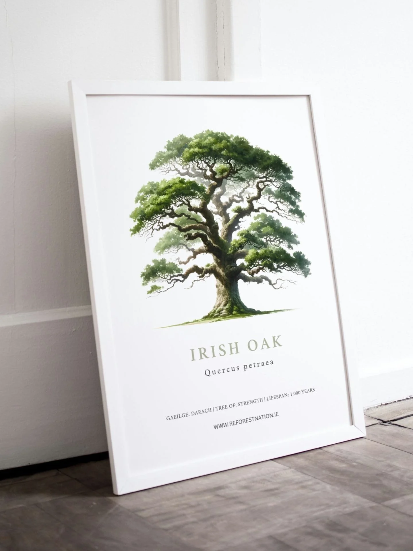 Gift Irish Oak Trees in Ireland 🌳 — Plant A Tree Ireland One Million