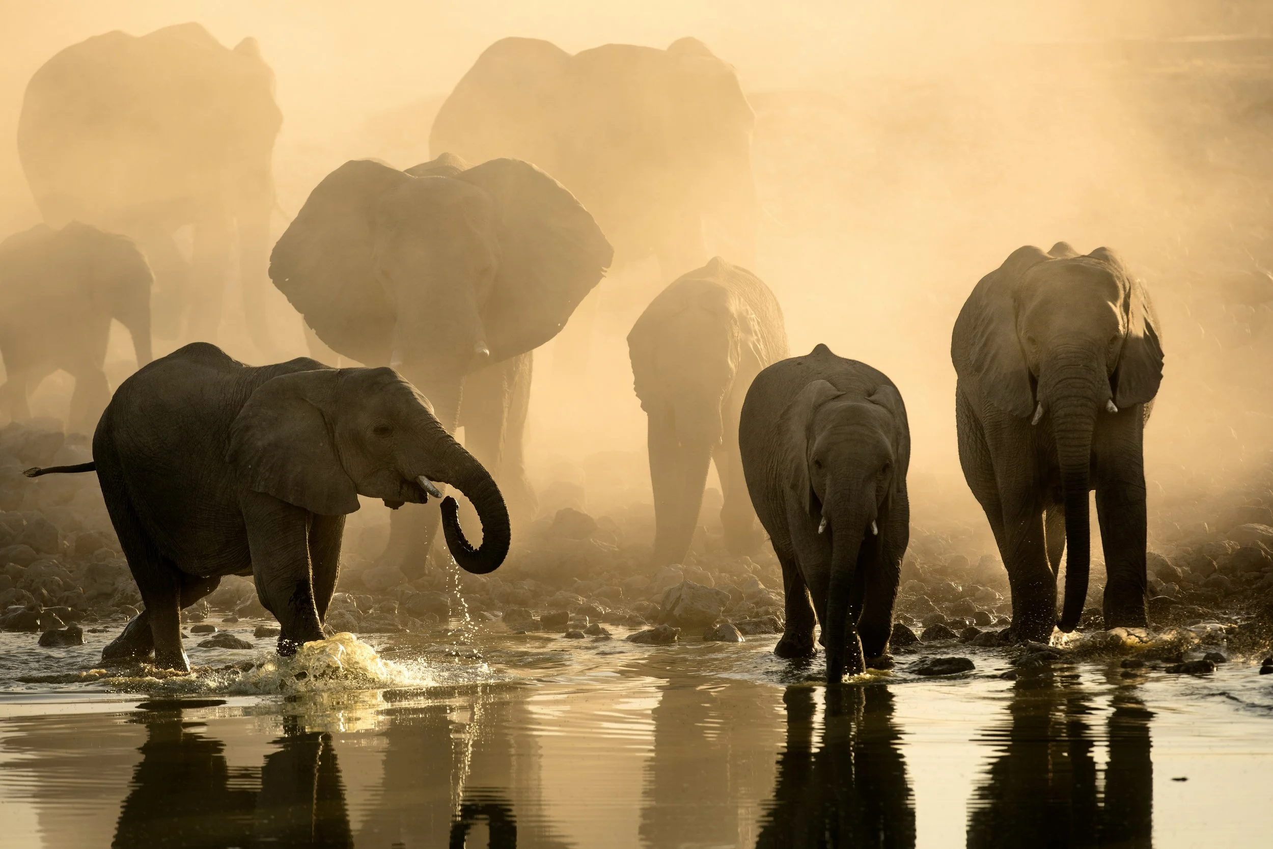 The emotional lives of animals: empathy, intelligence, and the ethics of welfare