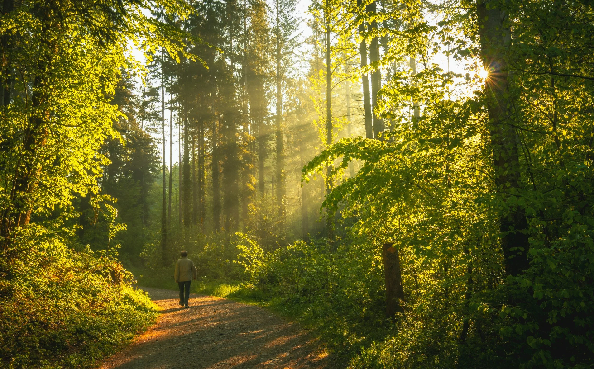 The last forest walk of the year: a reflective nature ritual to reconnect before midnight