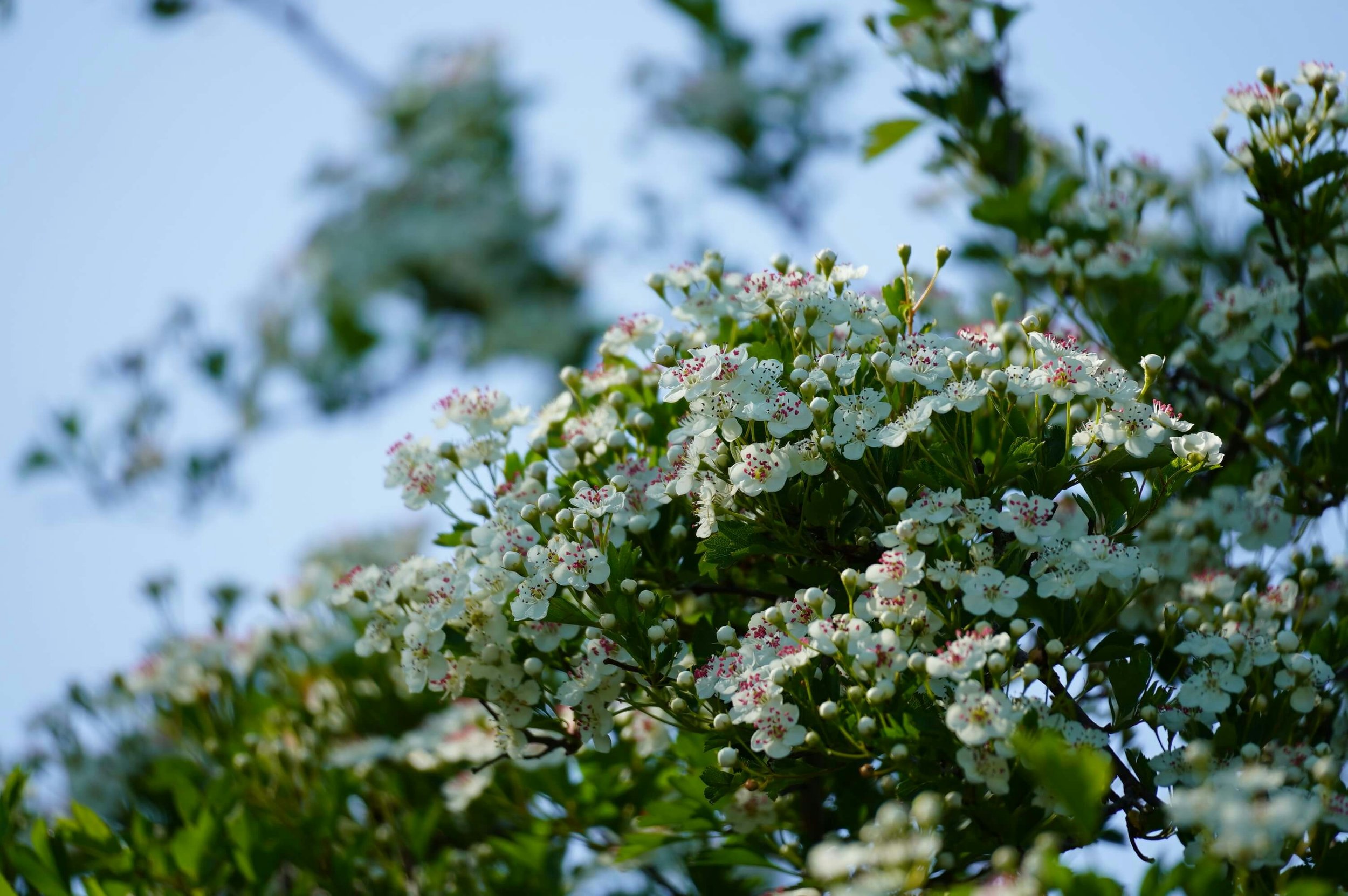 Why Hawthorn is Ireland’s most magical — and most ecologically important — tree